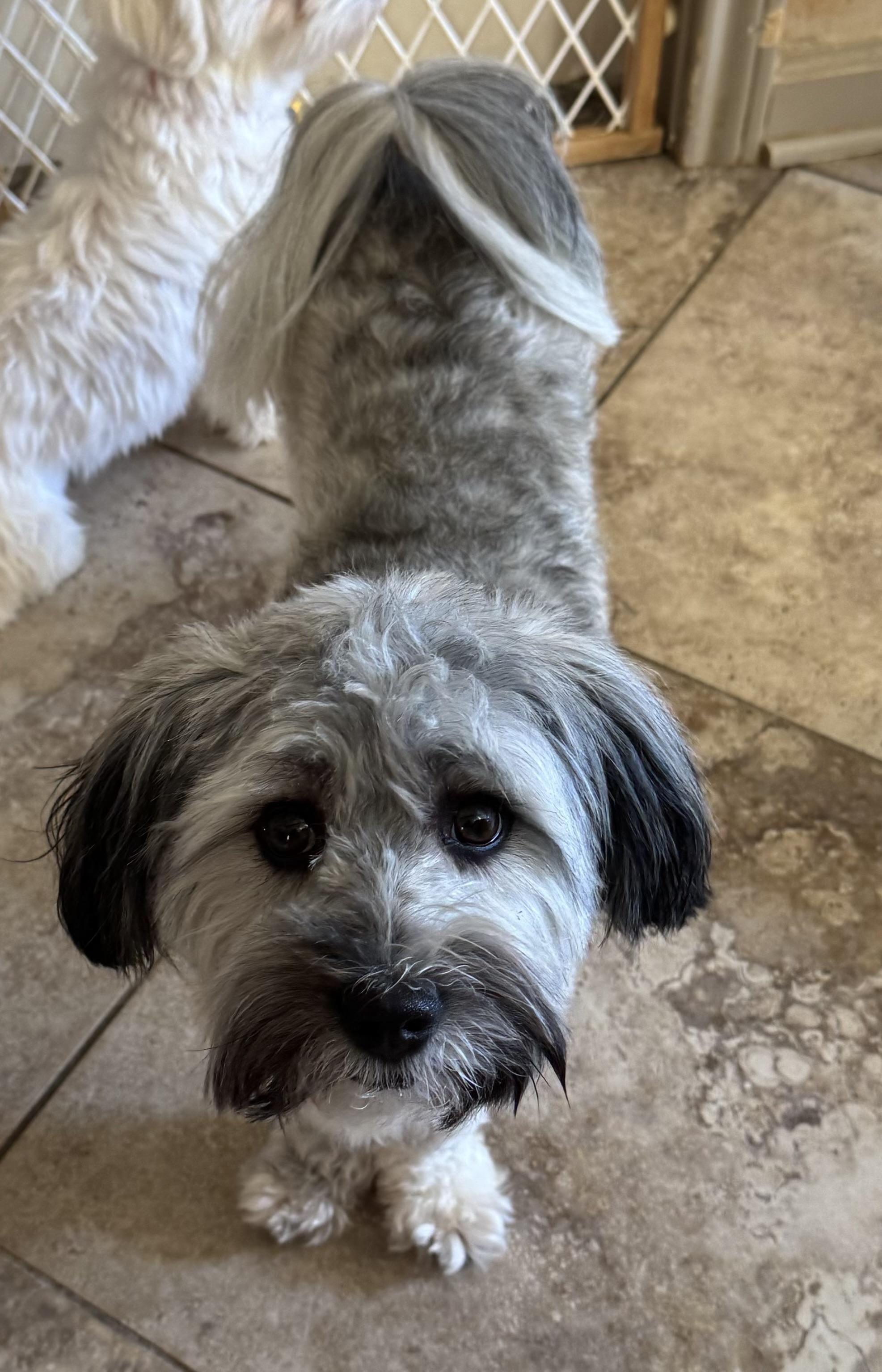 Fonzi Turner, a Adoptable Havanese in Plano, TX image 4/4