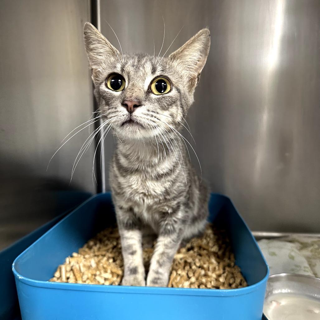 Peggy, Adoptable, Adult Female Domestic Short Hair.