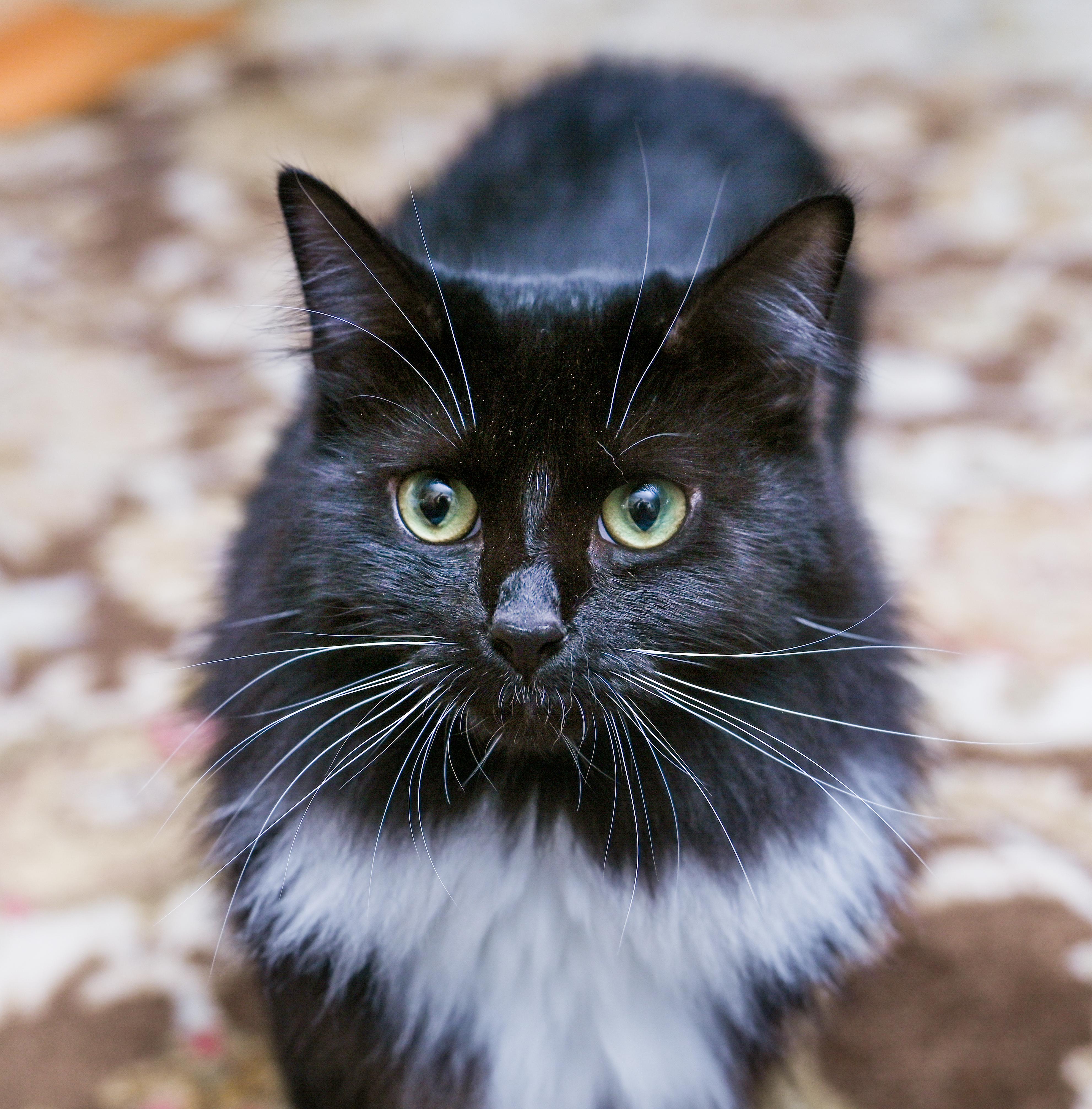 Enlarge Amren, a Adoptable mixed breed in Chattanooga, TN image 3/6