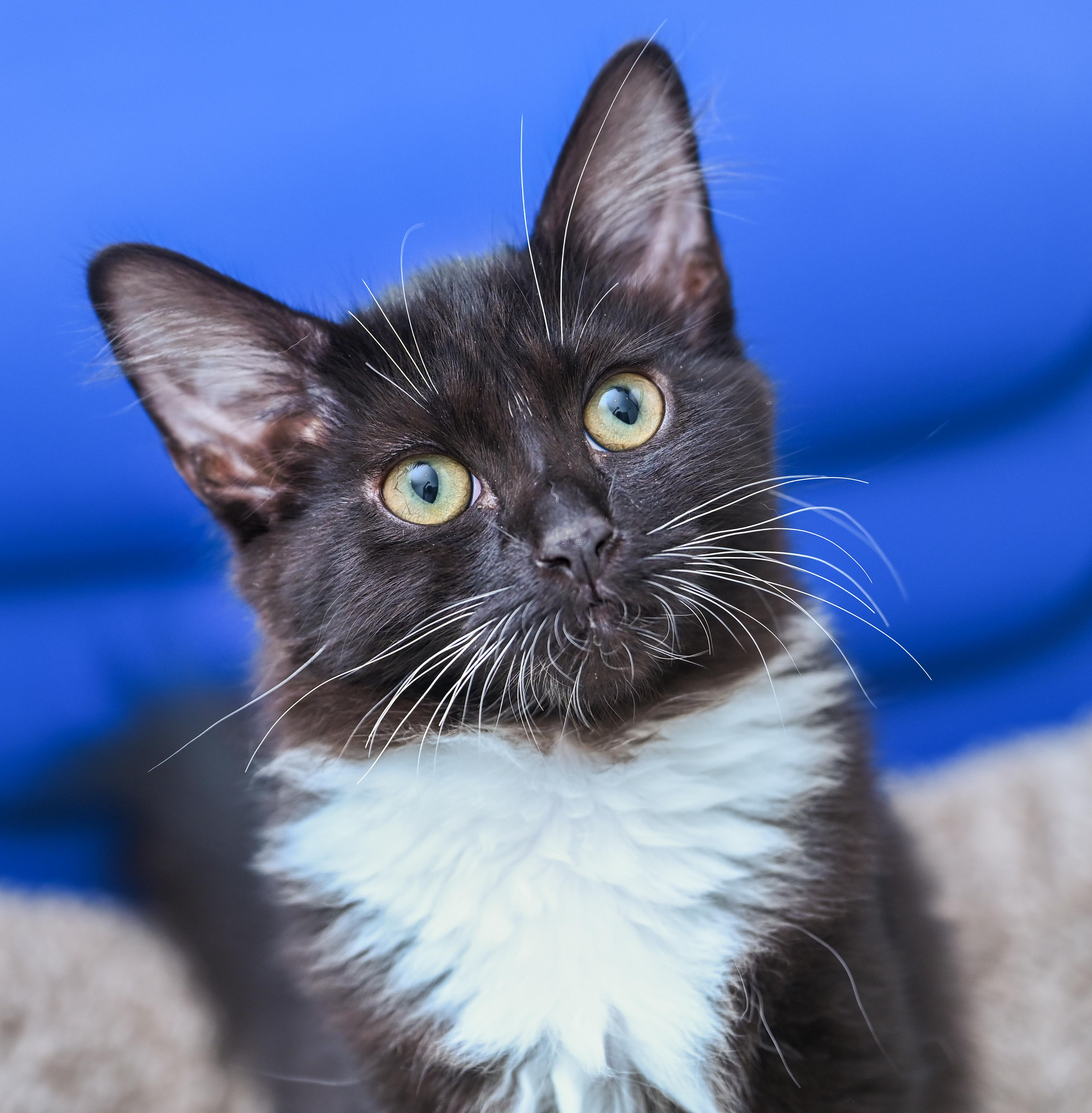 Enlarge Amren, a Adoptable mixed breed in Chattanooga, TN image 2/6