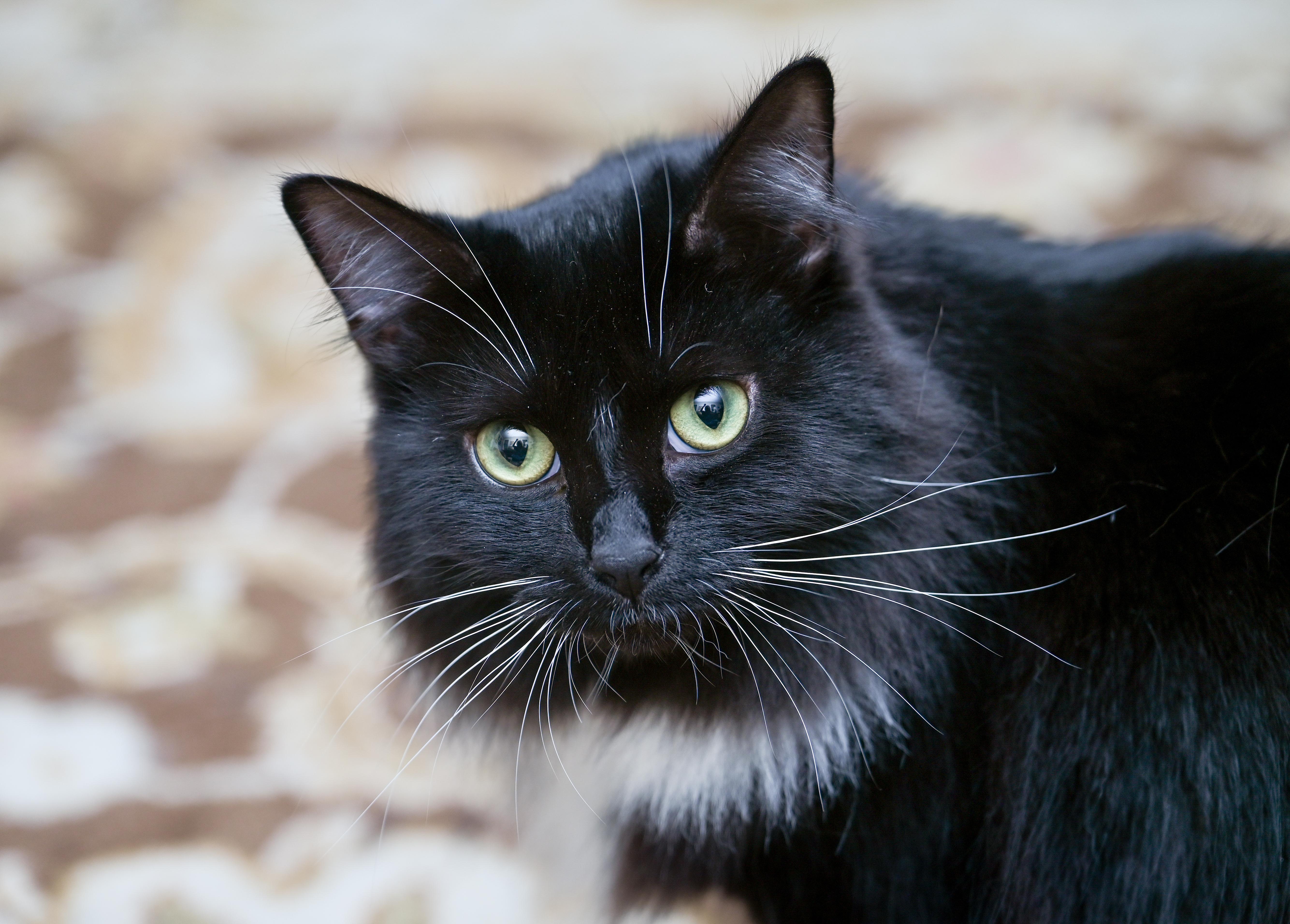 Enlarge Amren, a Adoptable mixed breed in Chattanooga, TN image 4/6