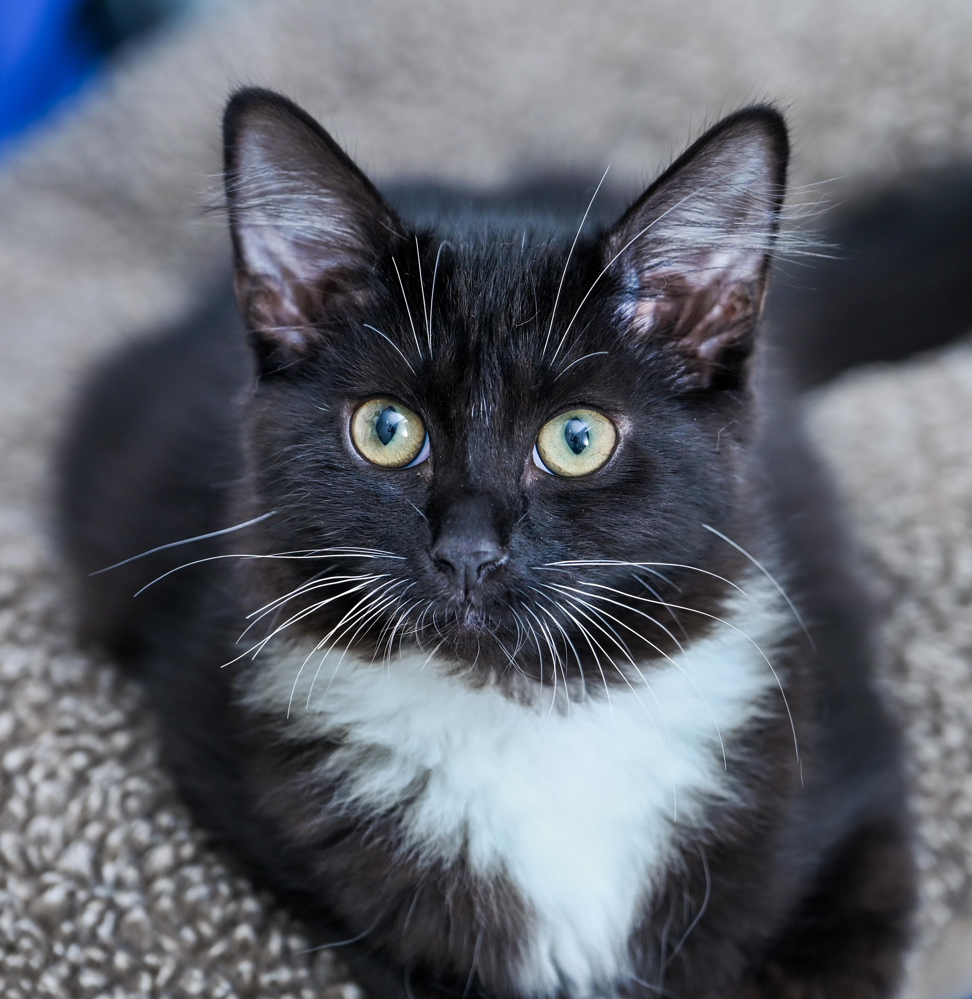 Amren, Adoptable, Young Female Domestic Medium Hair & Tuxedo.