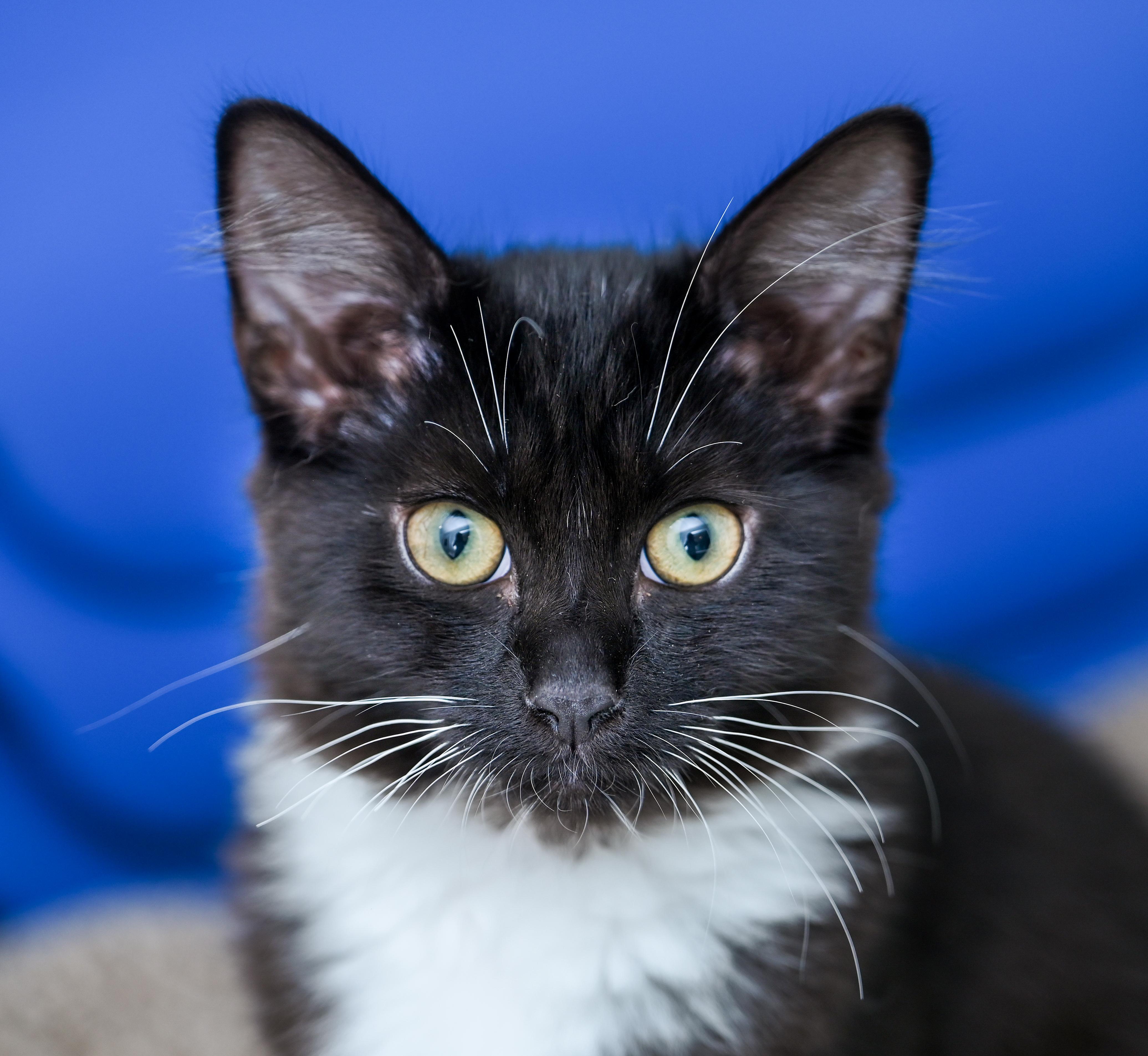 Enlarge Amren, a Adoptable mixed breed in Chattanooga, TN image 5/6