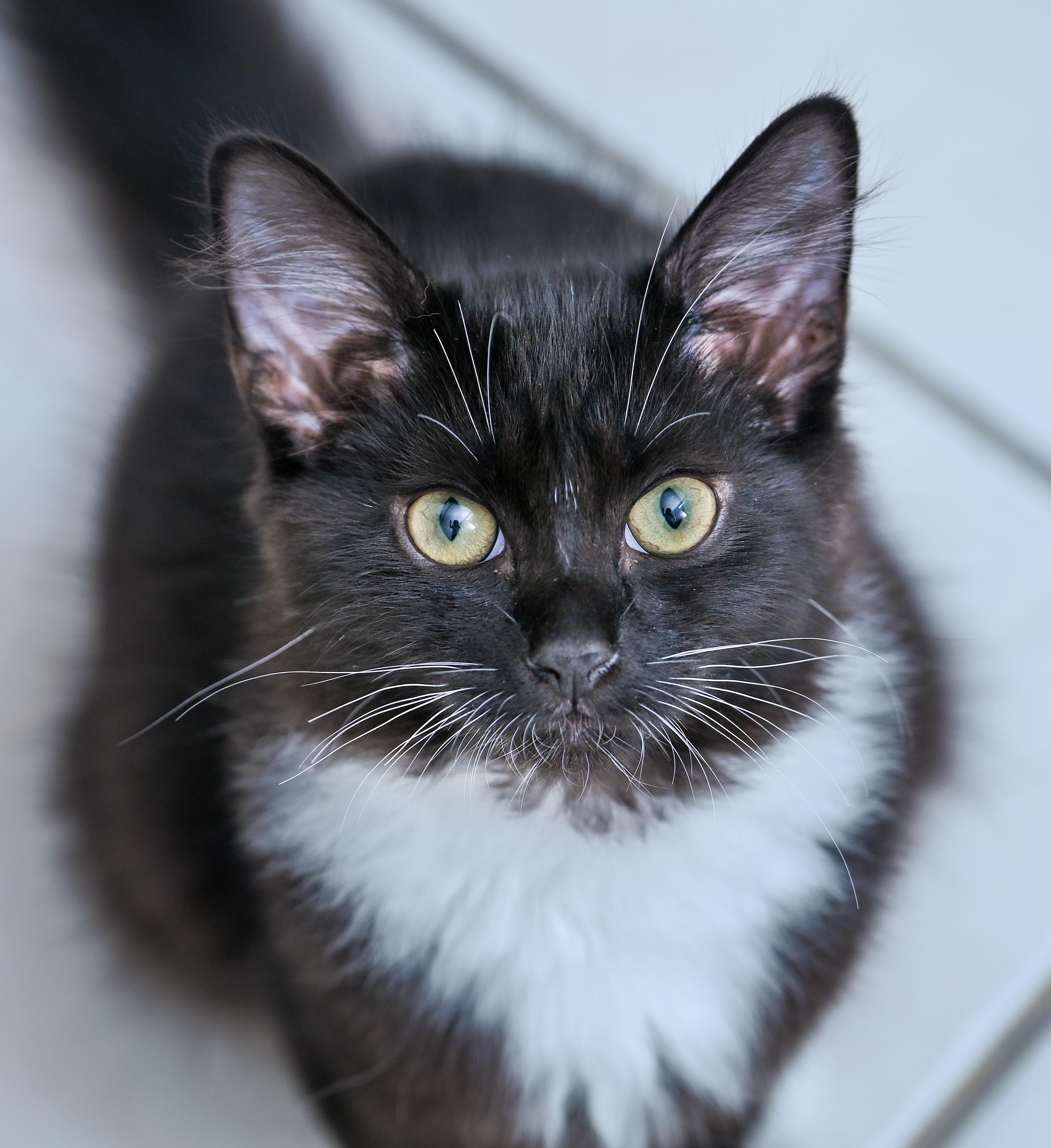 Enlarge Amren, a Adoptable mixed breed in Chattanooga, TN image 6/6