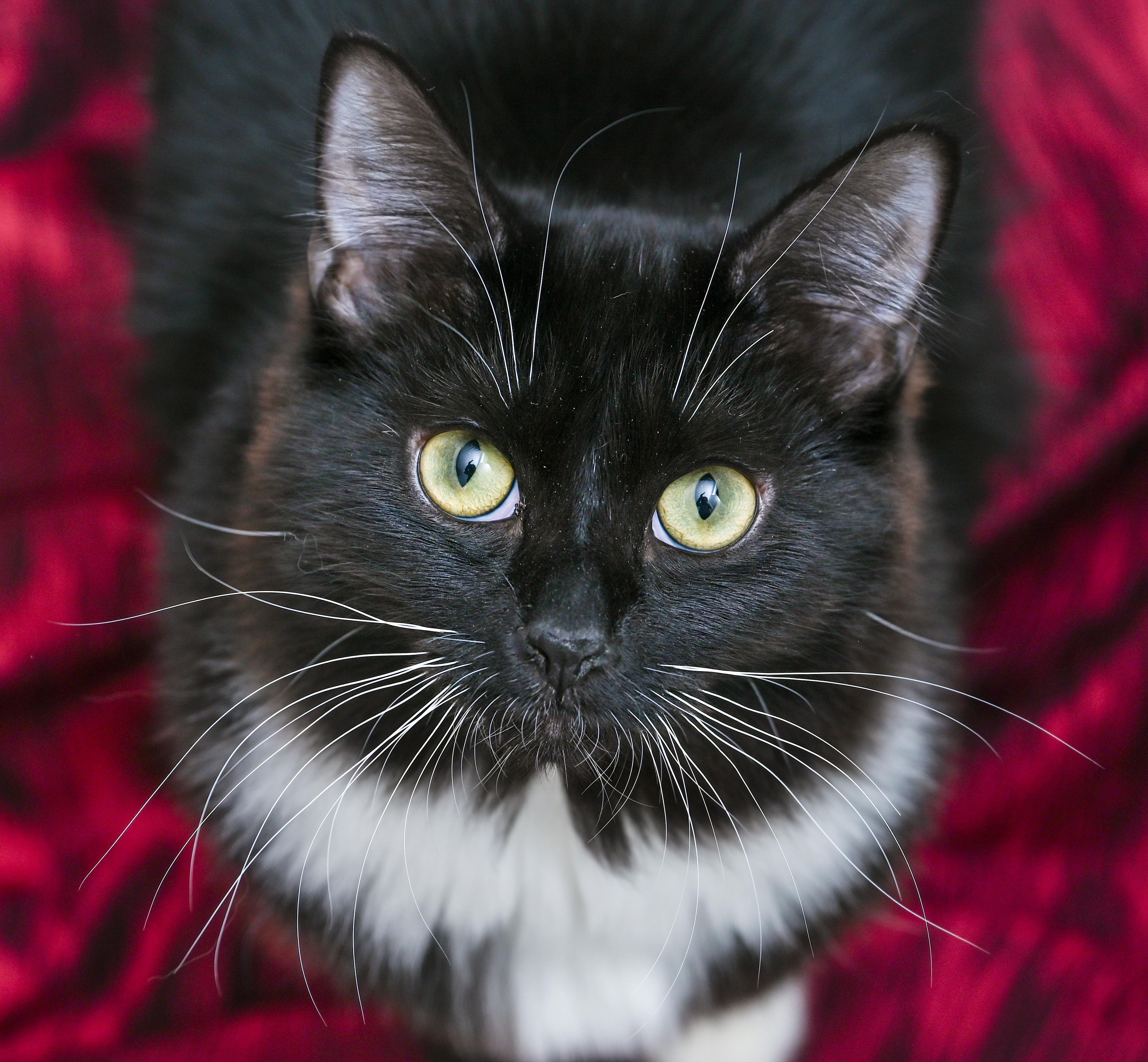 Amren, Adoptable, Young Female Domestic Long Hair & Tuxedo.