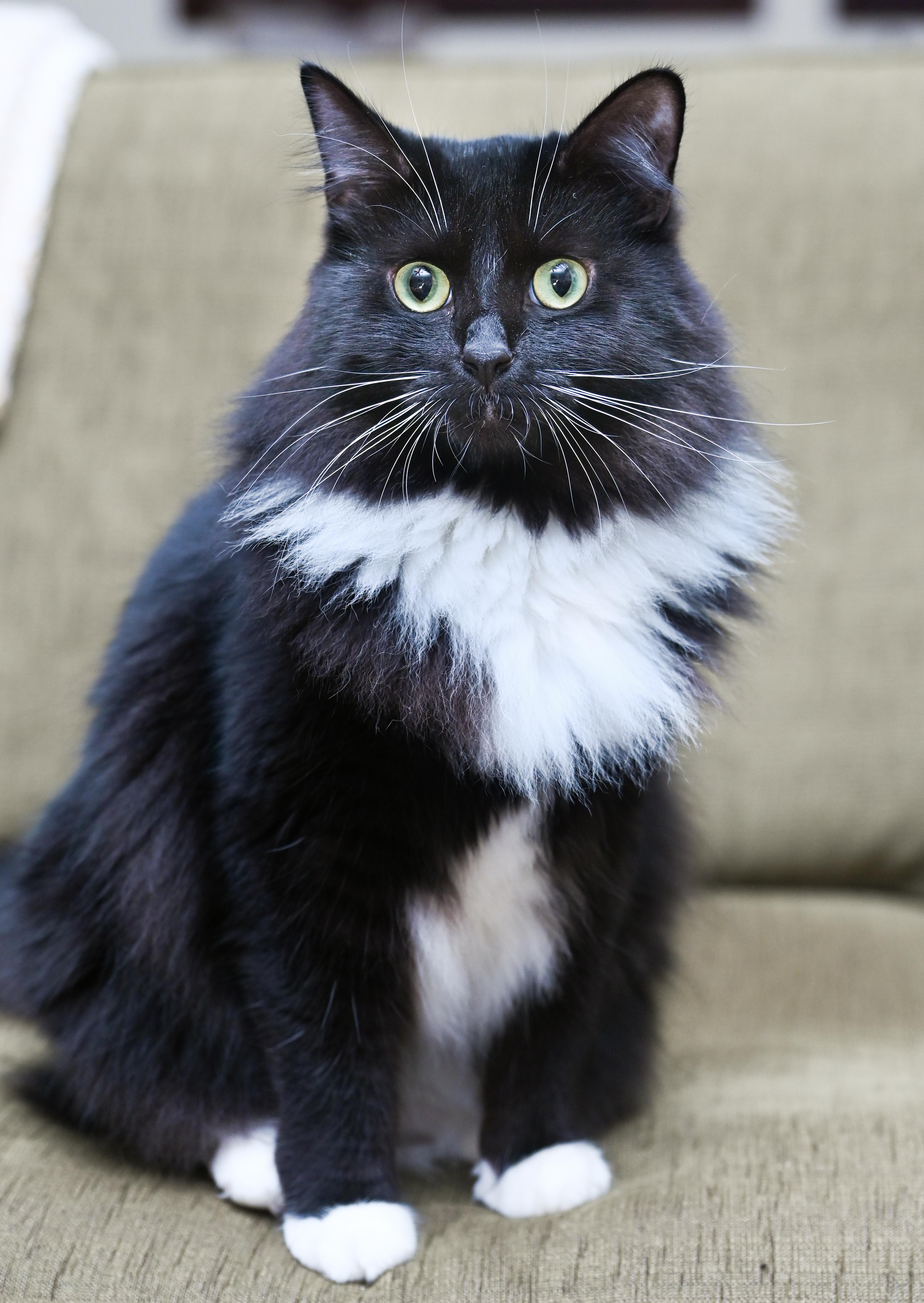 Enlarge Amren, a Adoptable mixed breed in Chattanooga, TN image 2/6