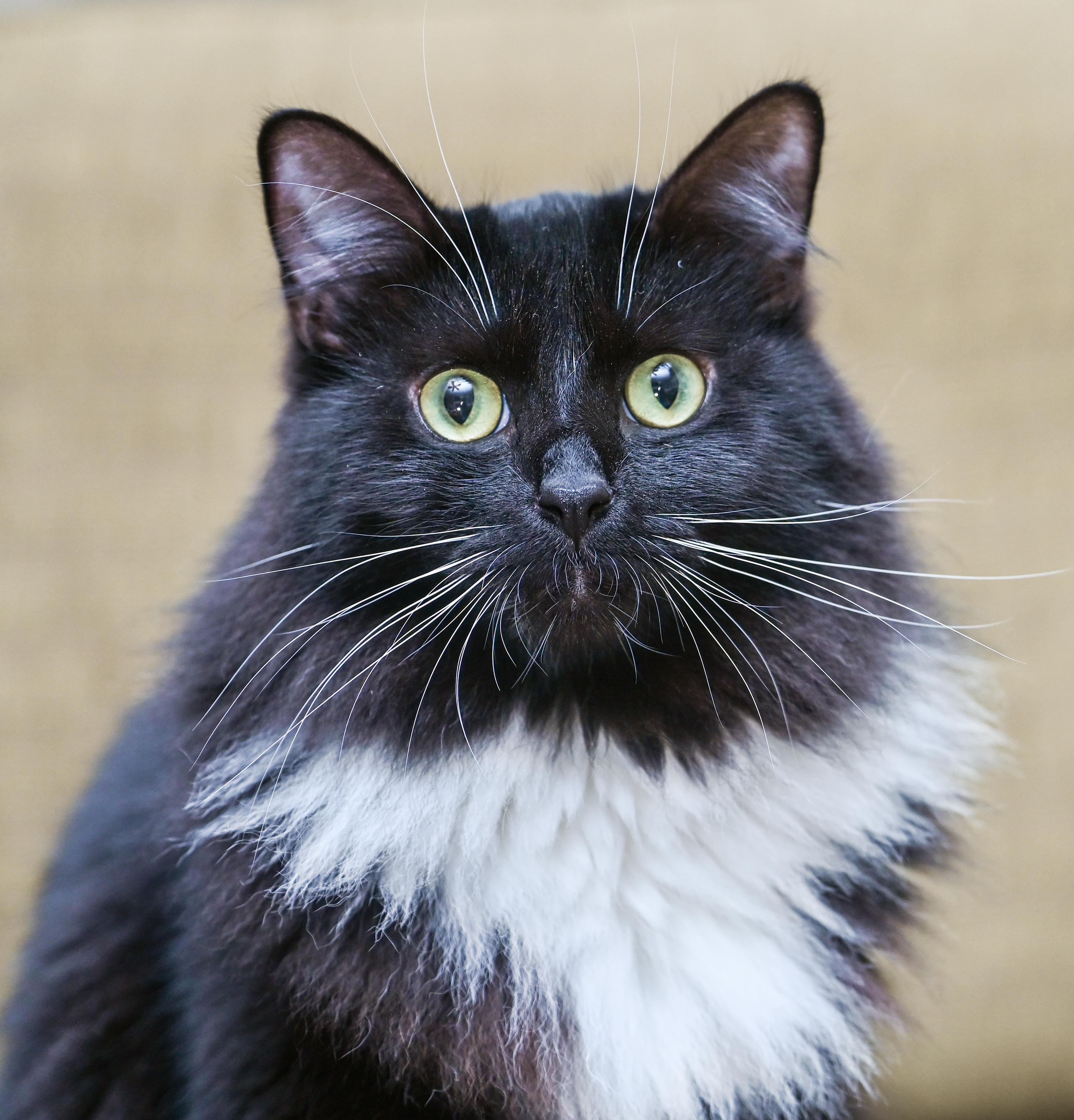 Enlarge Amren, a Adoptable mixed breed in Chattanooga, TN image 1/6