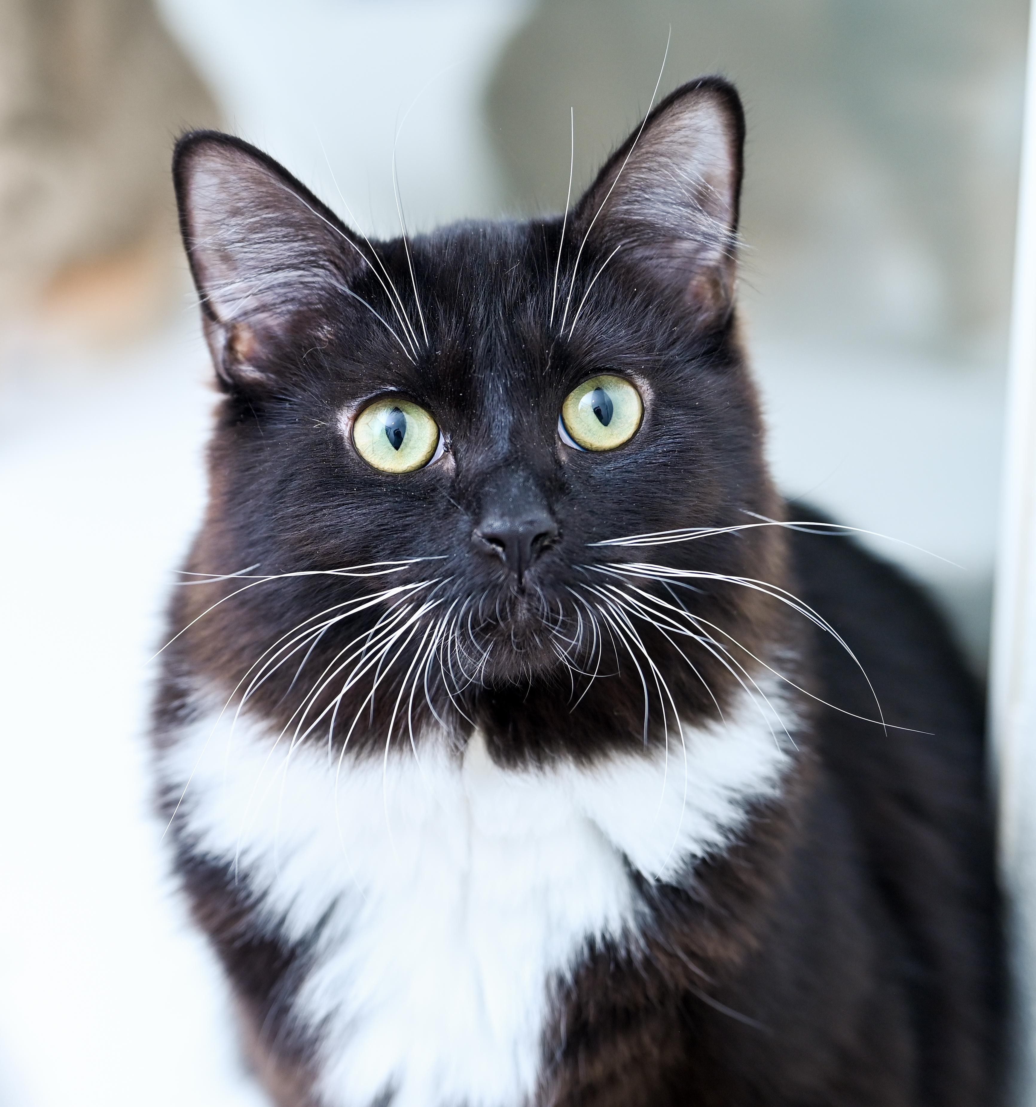 Enlarge Amren, a Adoptable mixed breed in Chattanooga, TN image 6/6