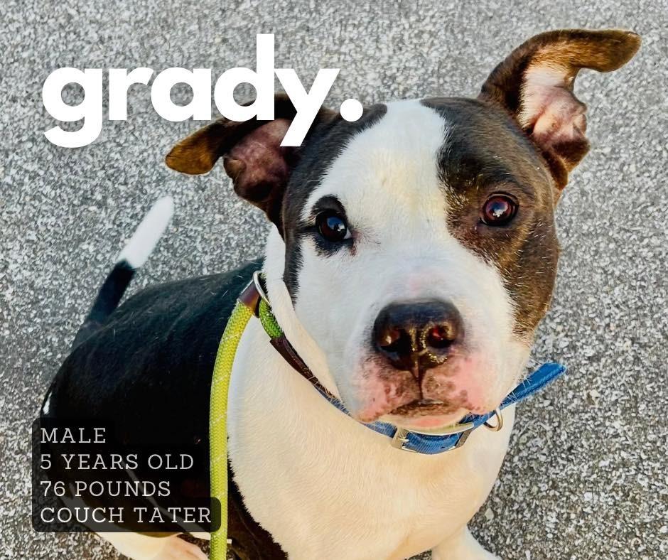Enlarge Grady, a Adoptable Pit Bull Terrier in Ashland, KY image 1/1