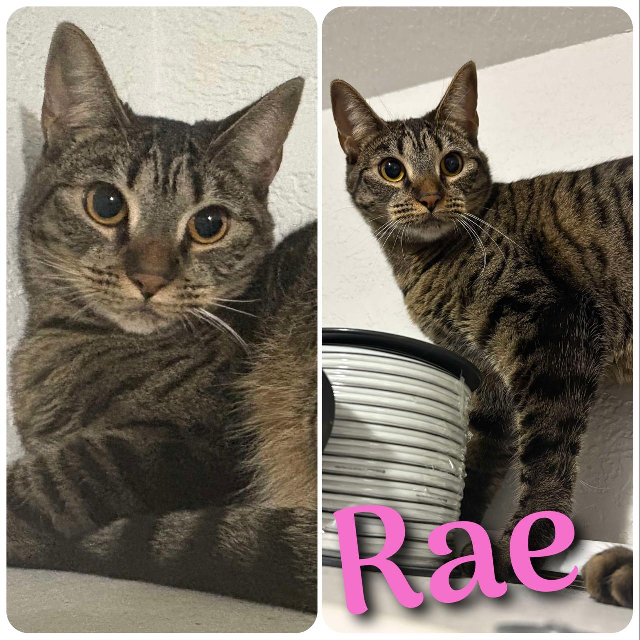 Rae, Adoptable, Adult Female Domestic Short Hair.