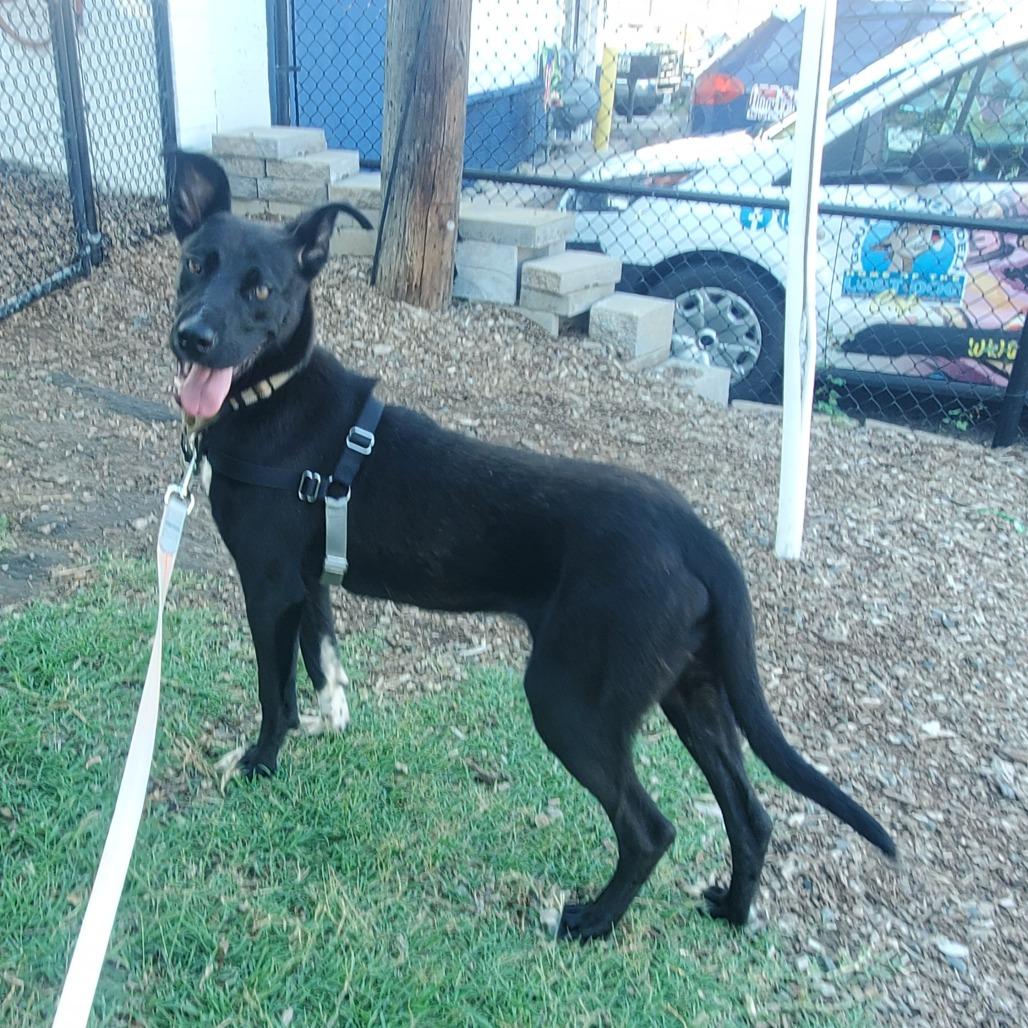 Colin, Adoptable, Adult Male Border Collie & Mixed Breed.