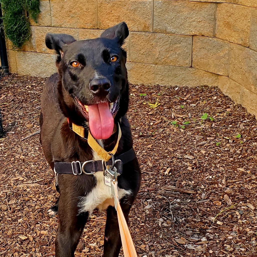 Enlarge Colin, a Adoptable mixed breed in Falls Church, VA image 2/6