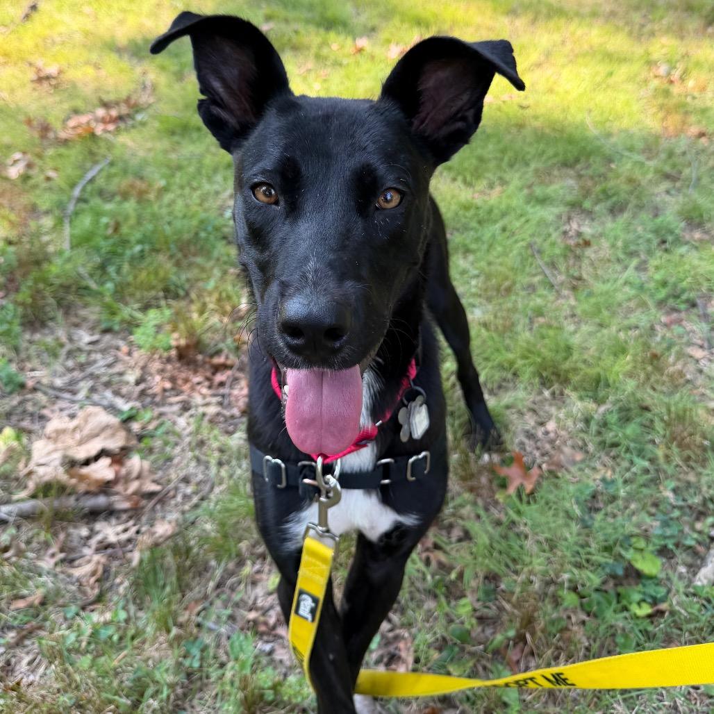Enlarge Colin, a Adoptable mixed breed in Falls Church, VA image 3/6