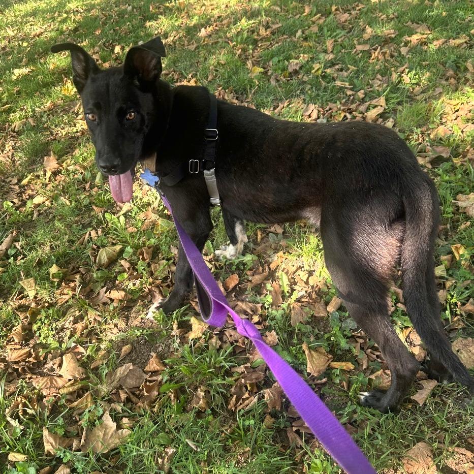 Enlarge Colin, a Adoptable mixed breed in Falls Church, VA image 4/6