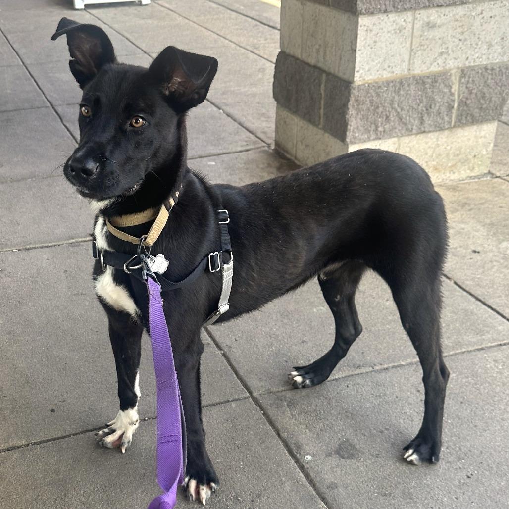 Enlarge Colin, a Adoptable mixed breed in Falls Church, VA image 5/6