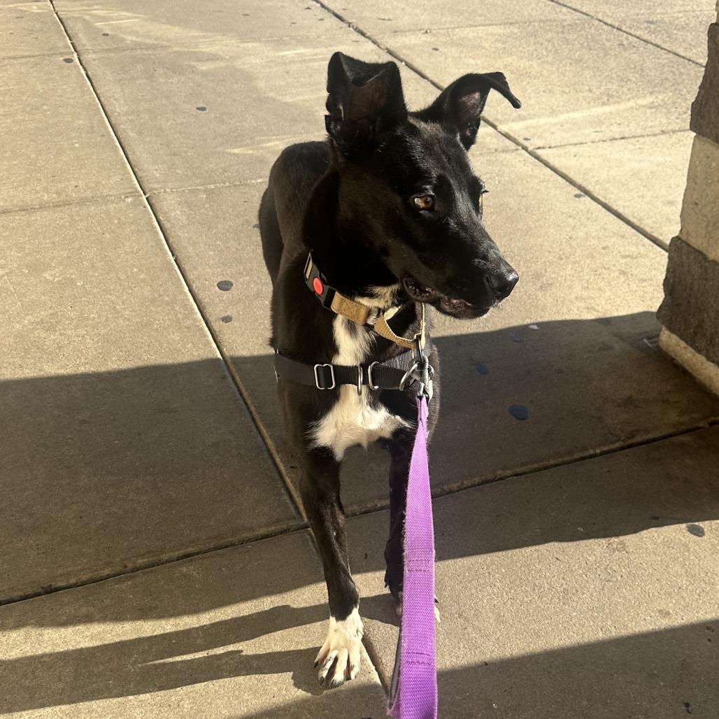 Enlarge Colin, a Adoptable mixed breed in Falls Church, VA image 6/6