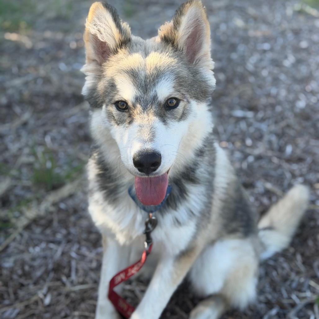 GUSTAV, Adoptable, Young Male Husky.