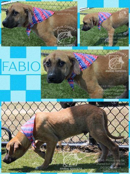 Enlarge FABIO, a Adoptable mixed breed in Kenansville, NC image 1/1