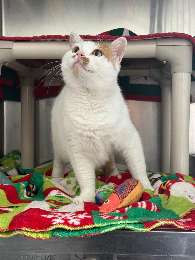 Aggie, Adoptable, Adult Female Domestic Short Hair.