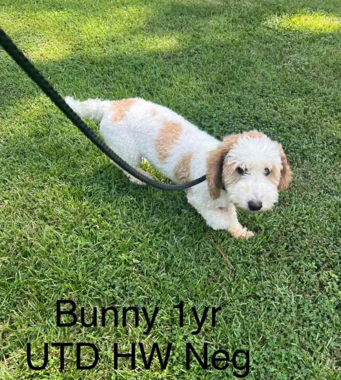 Bunny