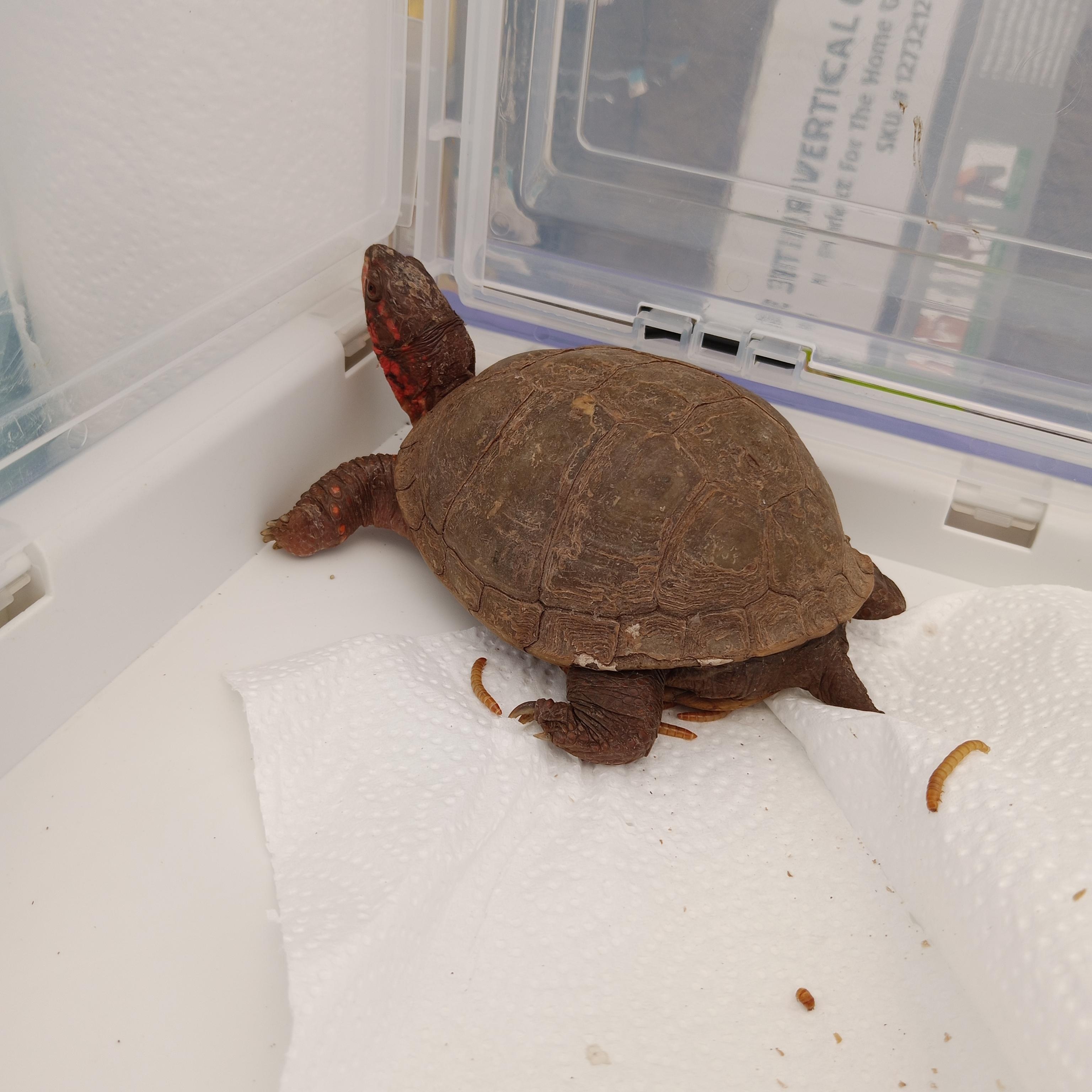 Popeye, a Adoptable Box in Modesto, CA image 2/2