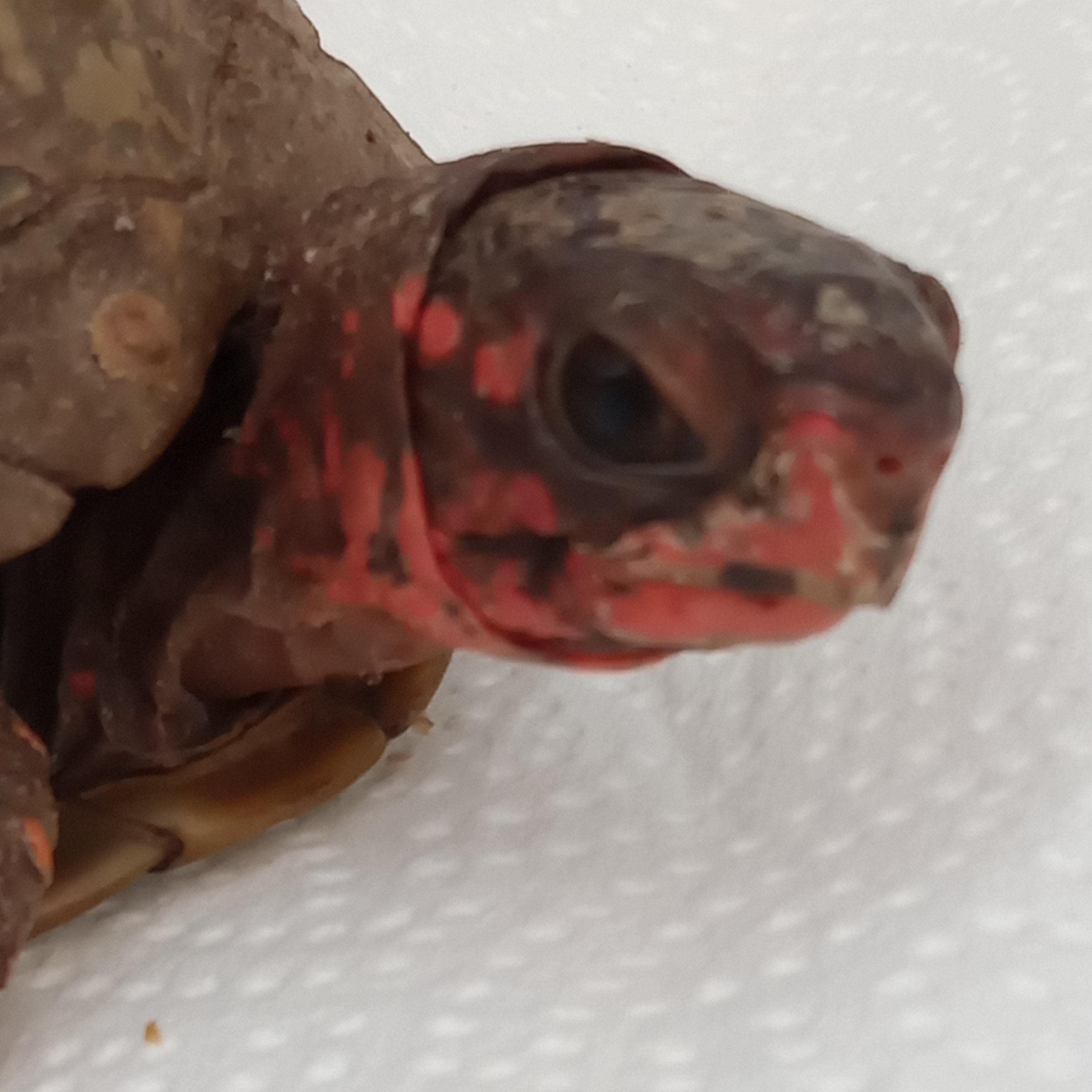 Popeye, adoptable, Adult Male Box.