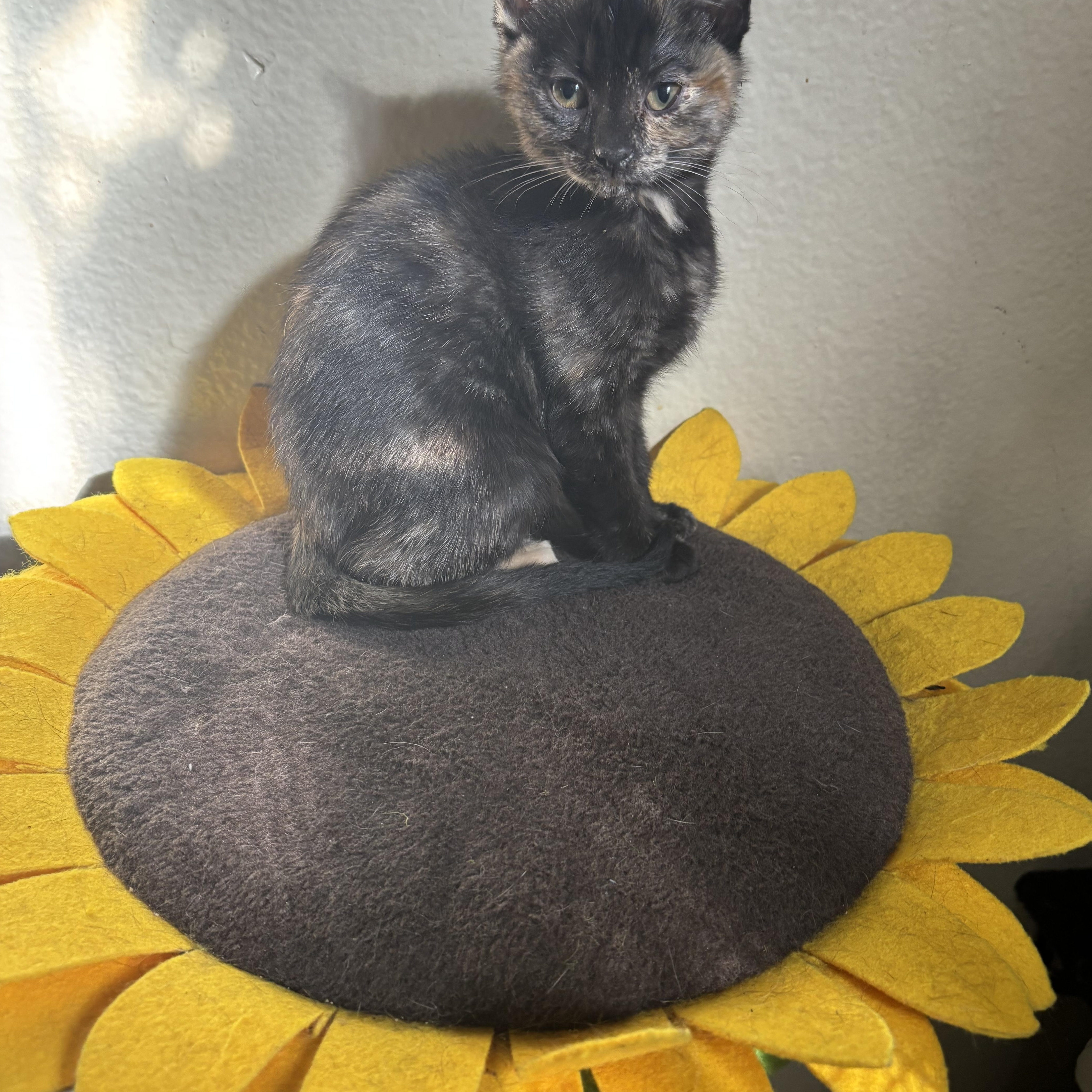 Enlarge Meowth, a ADOPTABLE Tortoiseshell in Costa Mesa, CA image 4/4