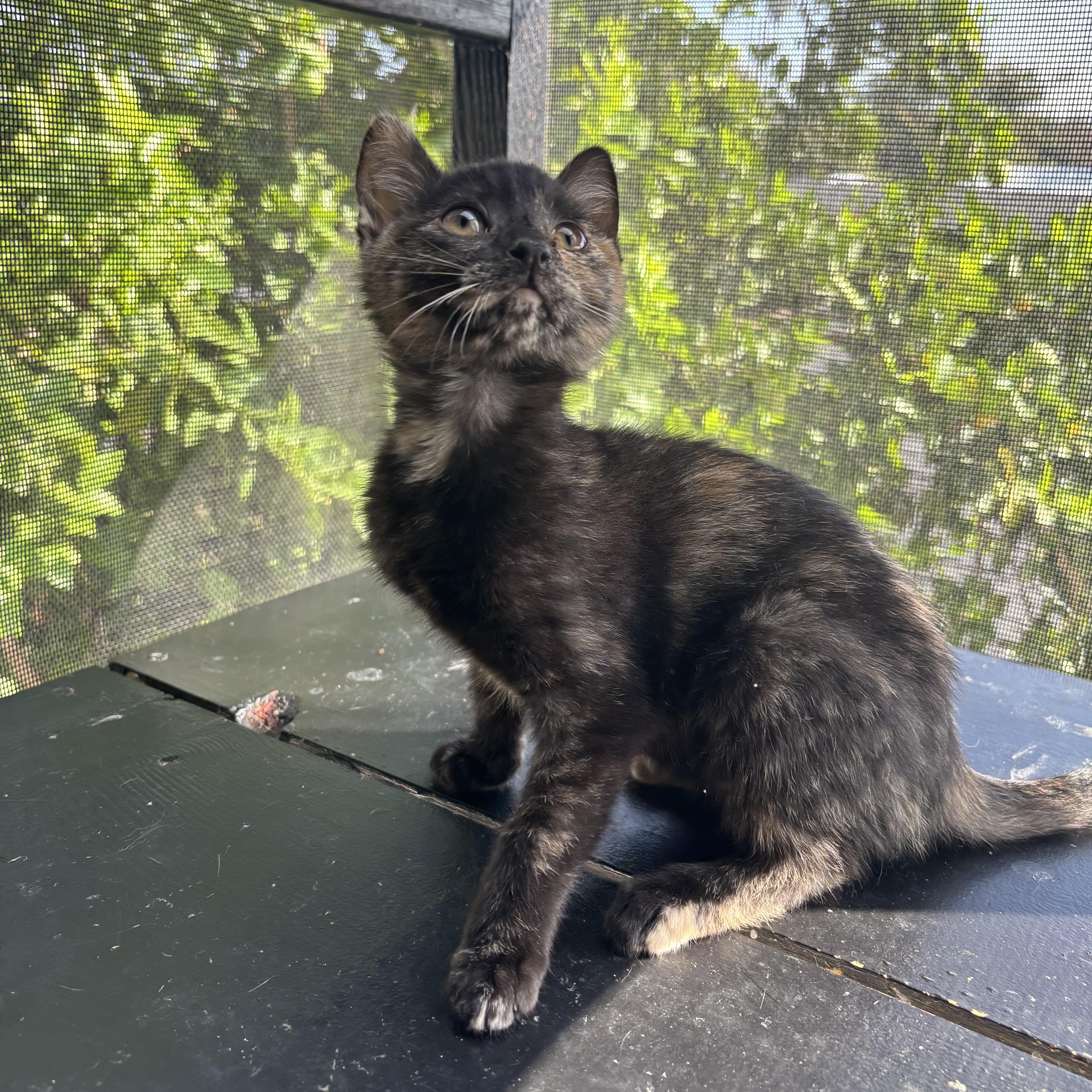 Enlarge Meowth, a ADOPTABLE Tortoiseshell in Costa Mesa, CA image 2/4