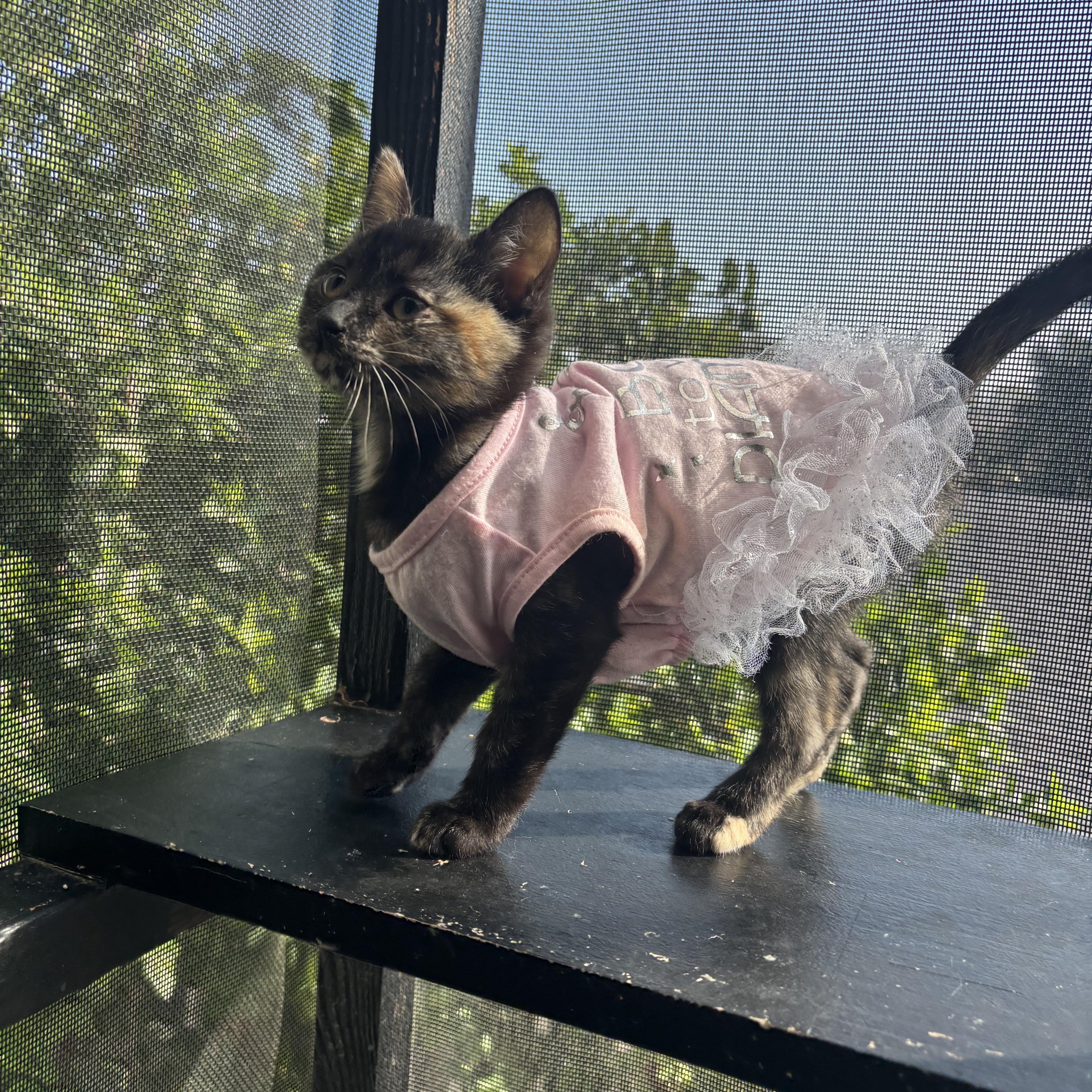 Enlarge Meowth, a ADOPTABLE Tortoiseshell in Costa Mesa, CA image 3/4