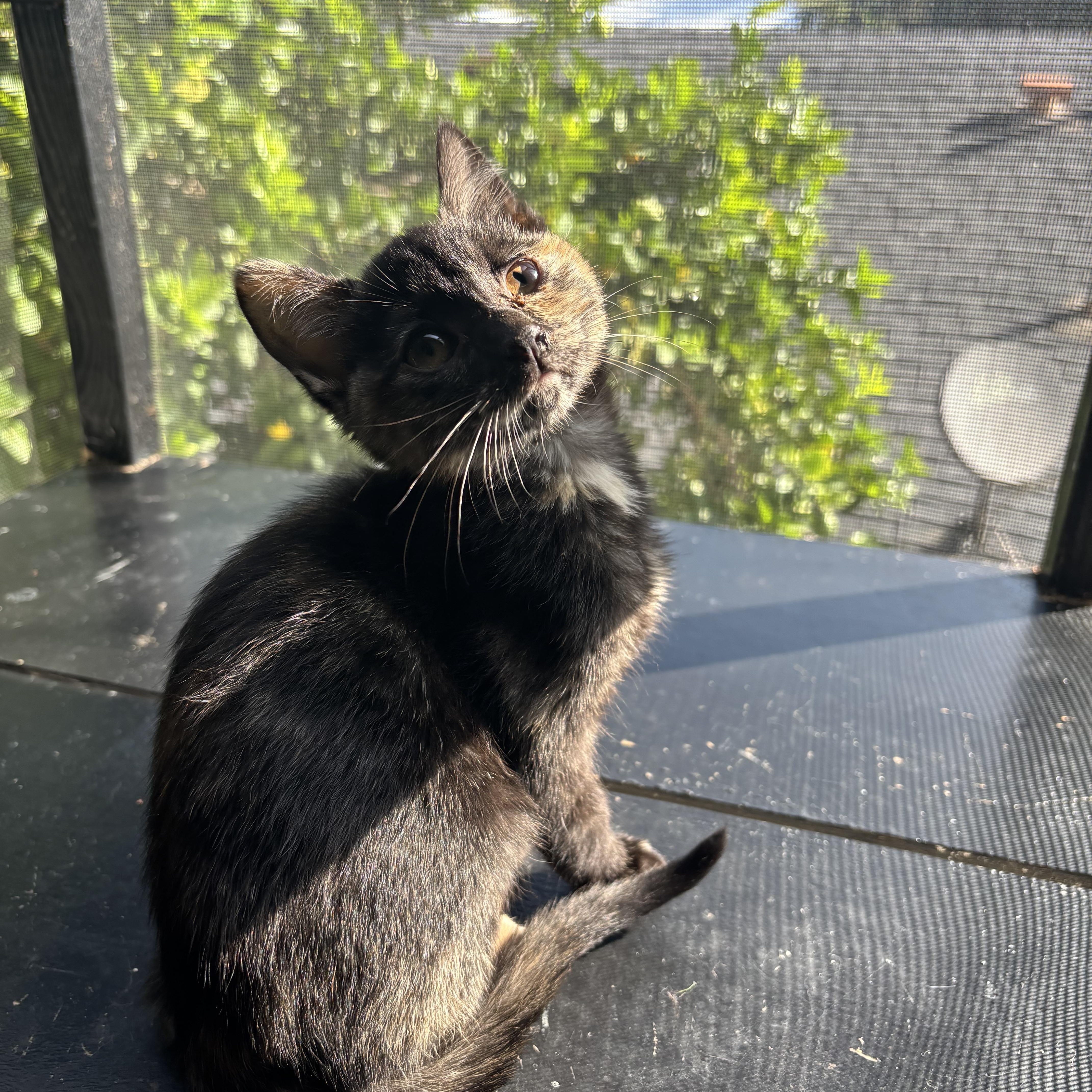 Meowth, ADOPTABLE, Kitten Female Tortoiseshell.