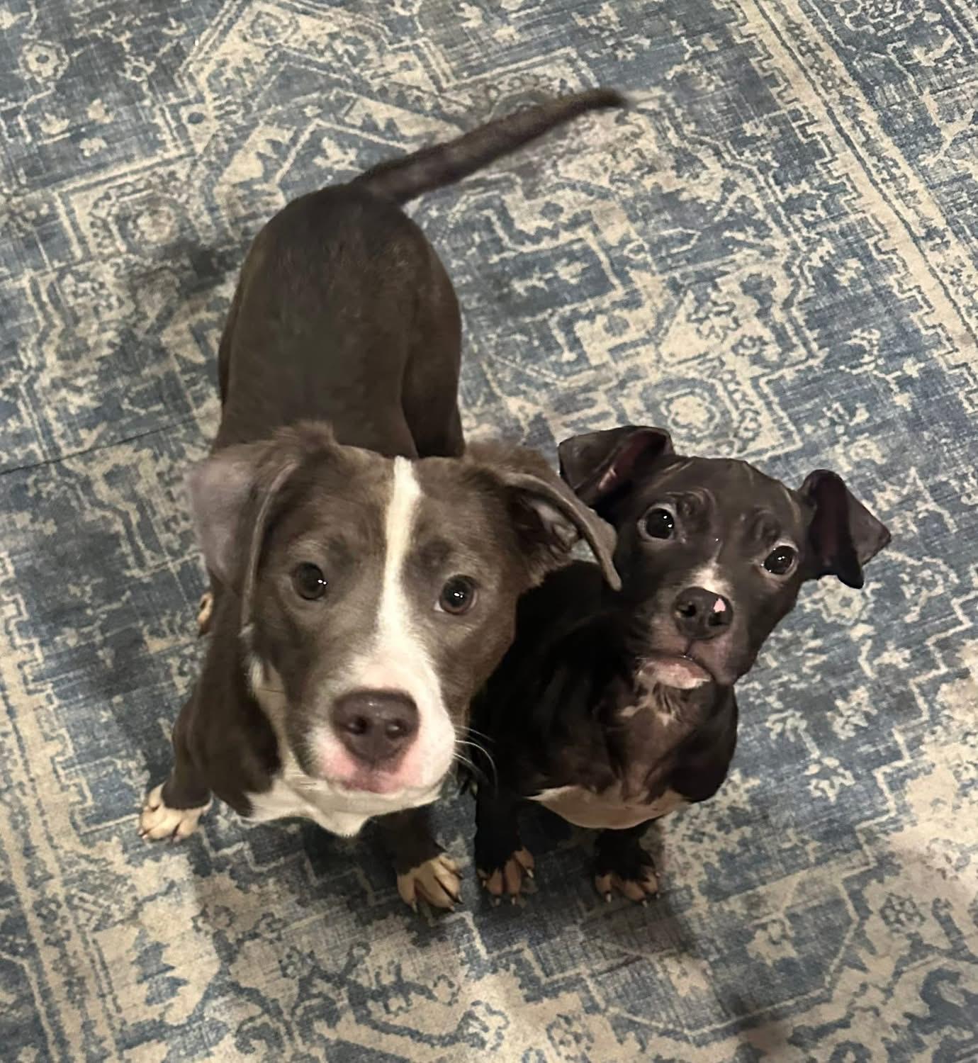 Dionne, a ADOPTABLE mixed breed in Pleasant Ridge, MI image 4/5