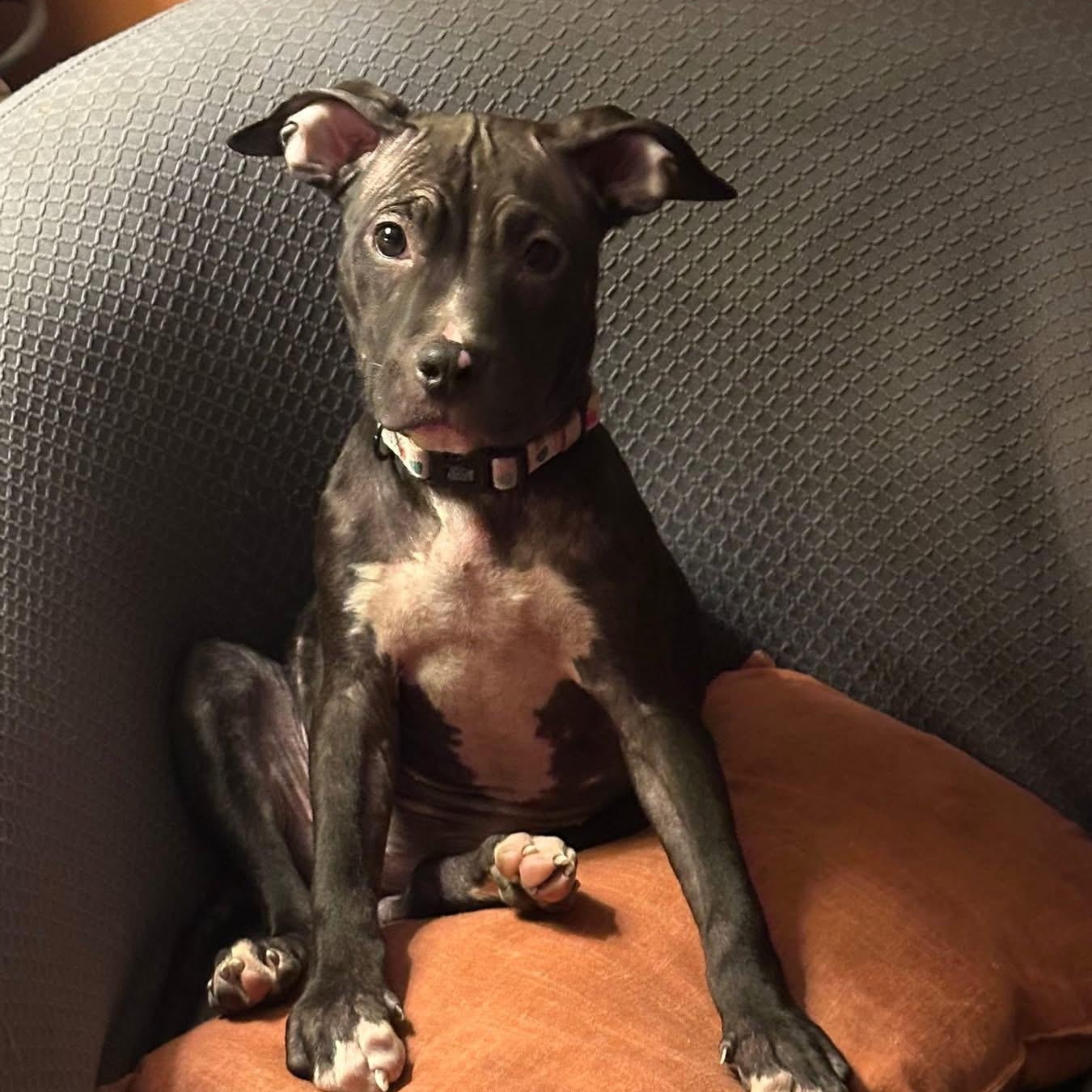 Dionne, a ADOPTABLE mixed breed in Pleasant Ridge, MI image 1/5