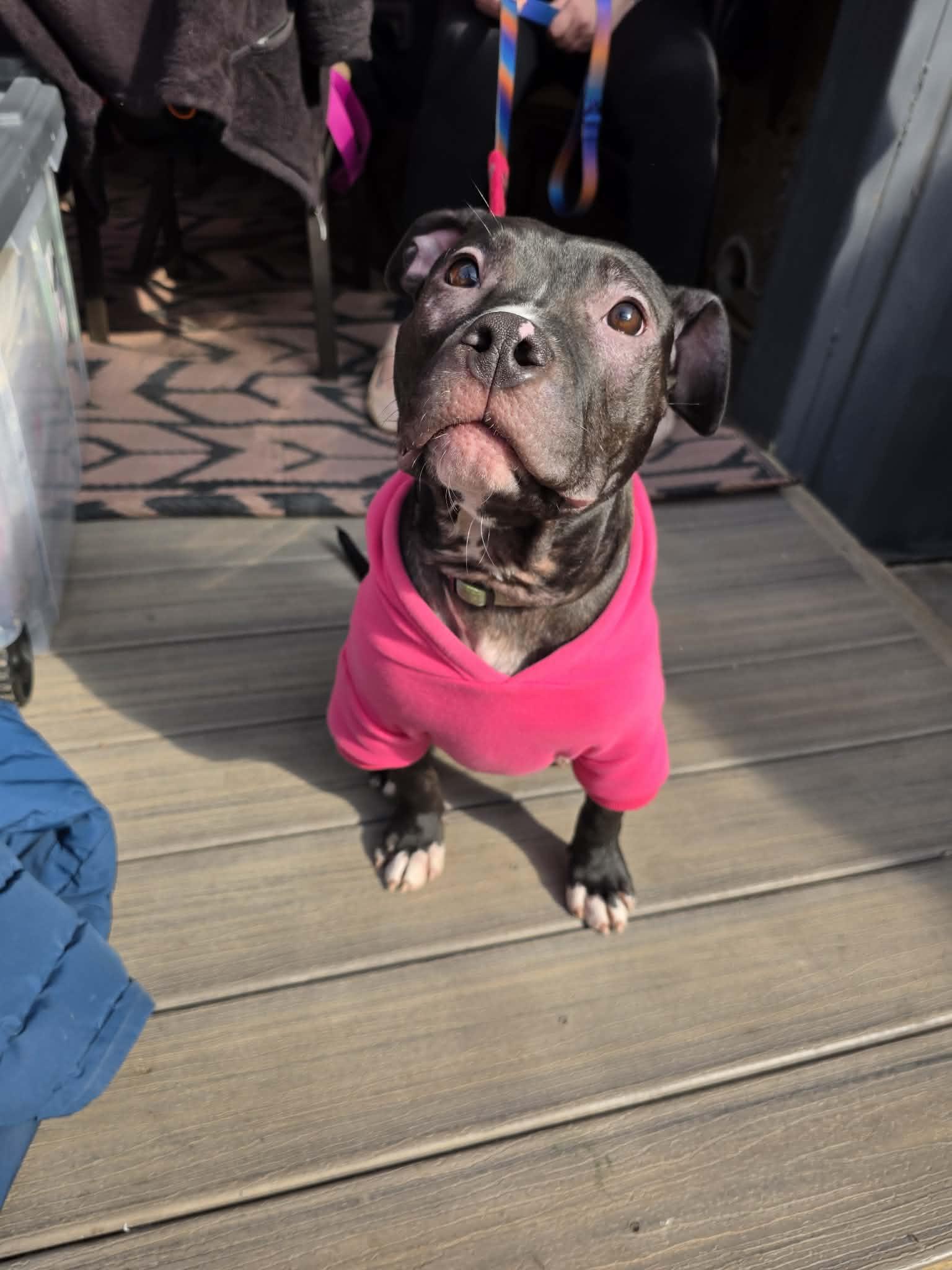 Enlarge Dionne, a ADOPTABLE mixed breed in Pleasant Ridge, MI image 1/6