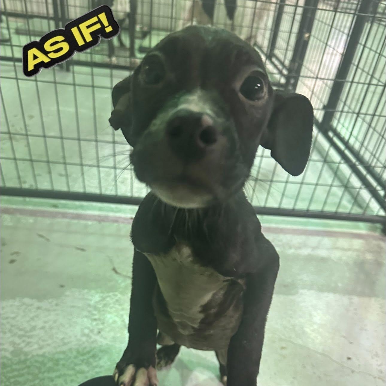 Dionne, ADOPTABLE, Puppy Female American Staffordshire Terrier.