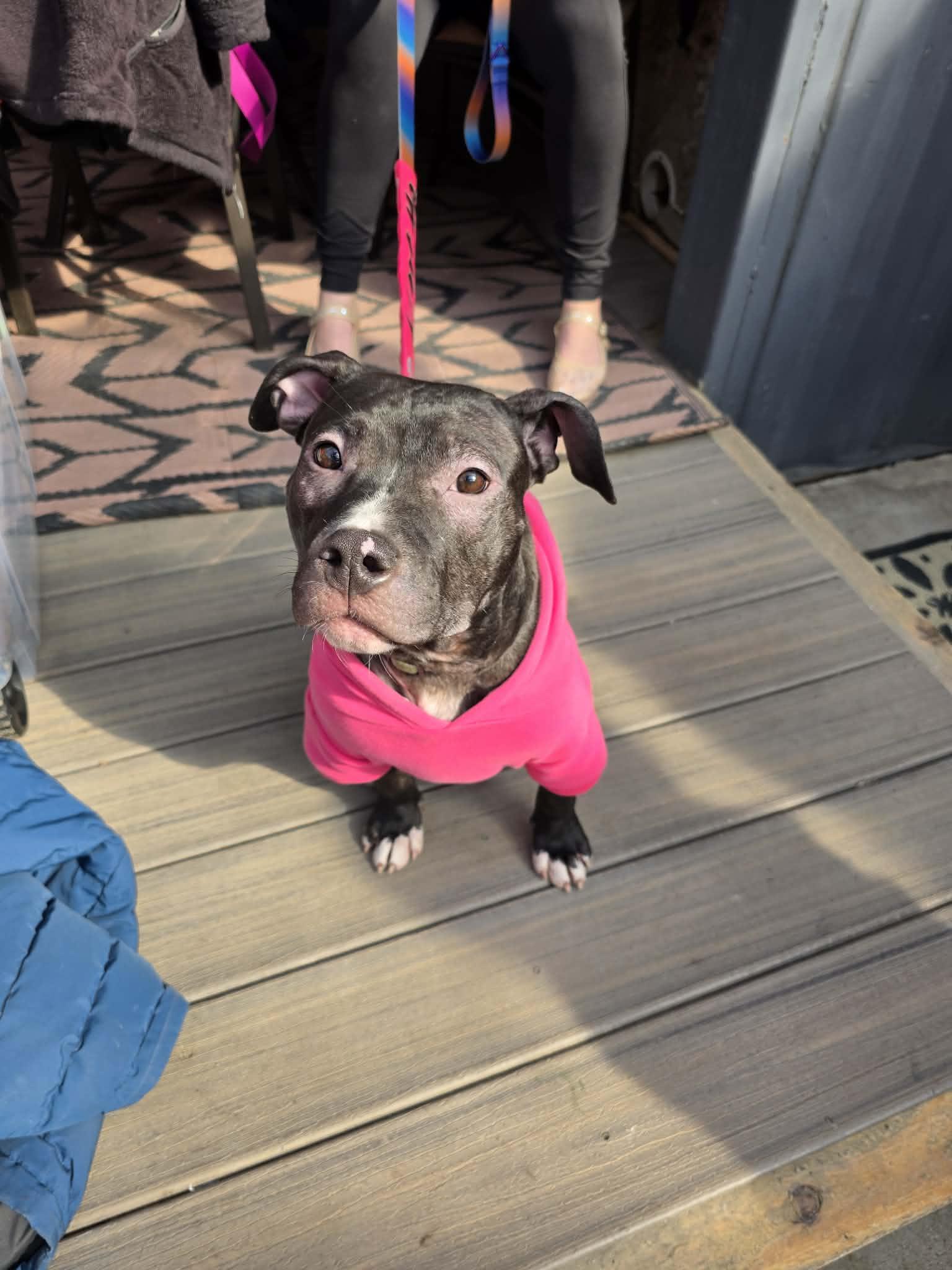 Enlarge Dionne, a ADOPTABLE mixed breed in Pleasant Ridge, MI image 4/6