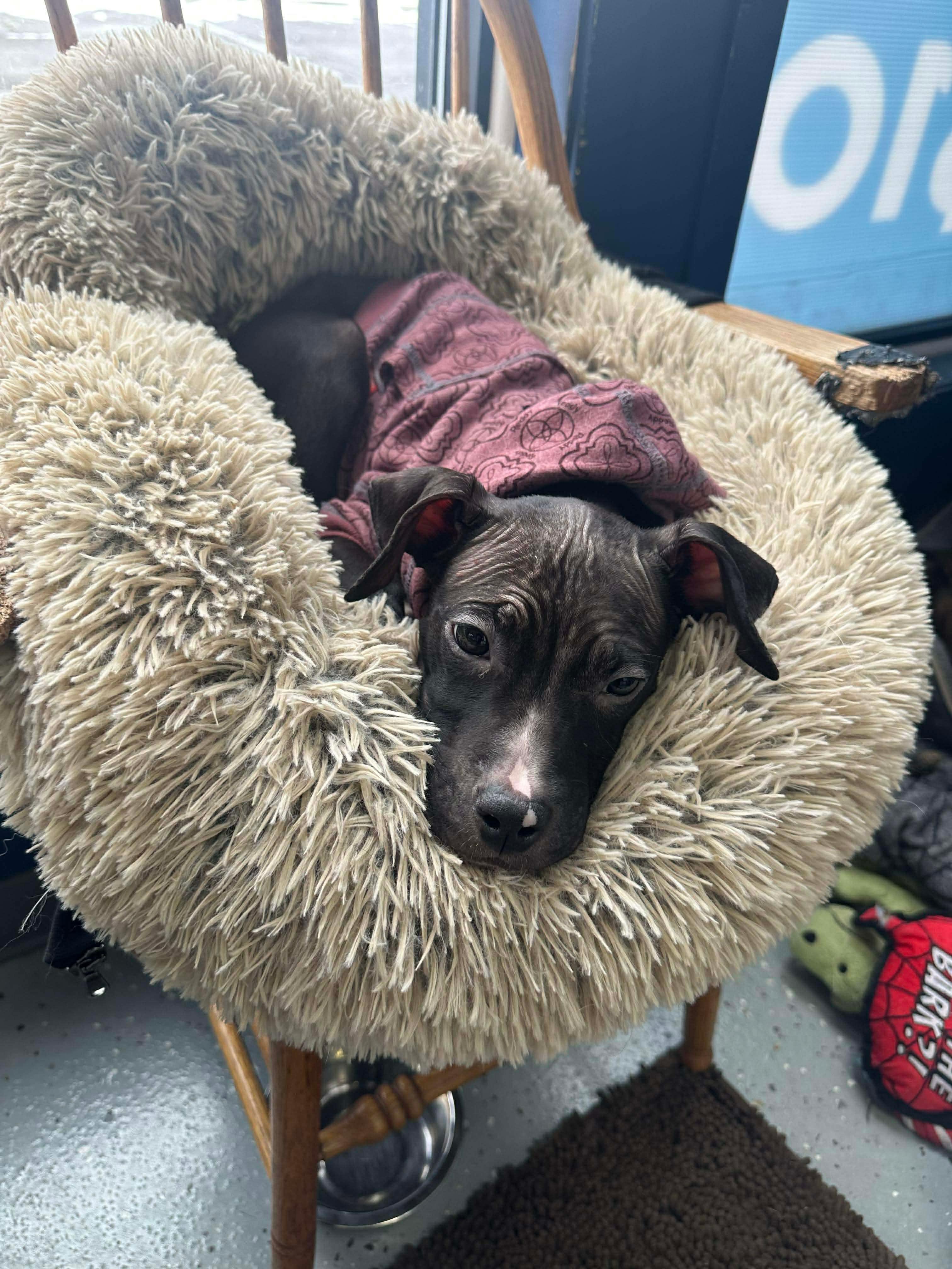 Dionne, a ADOPTABLE mixed breed in Pleasant Ridge, MI image 5/5