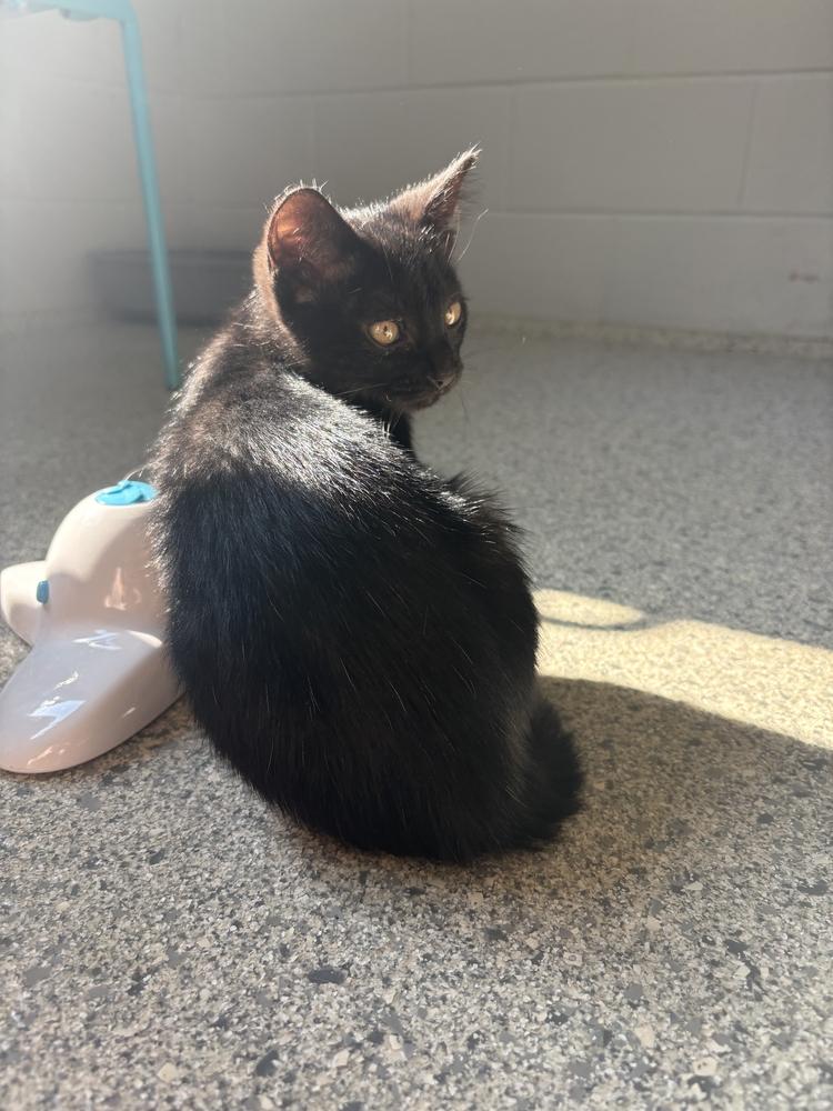 Venus, Adoptable, Kitten Male Domestic Short Hair.