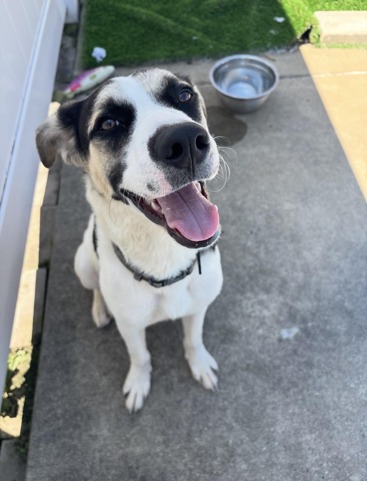 Riggs, ADOPTABLE, Young Male Cattle Dog & German Shepherd Dog.