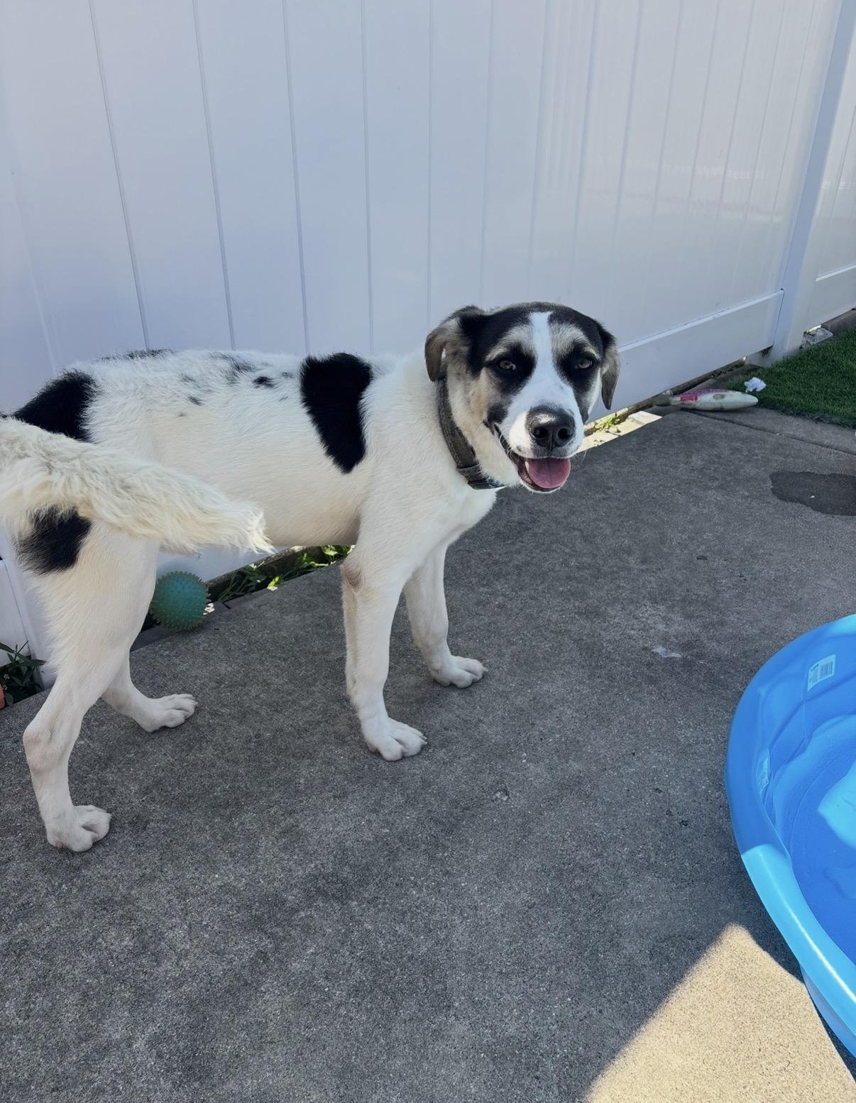 Enlarge Riggs, a ADOPTABLE mixed breed in Palos Heights, IL image 2/4