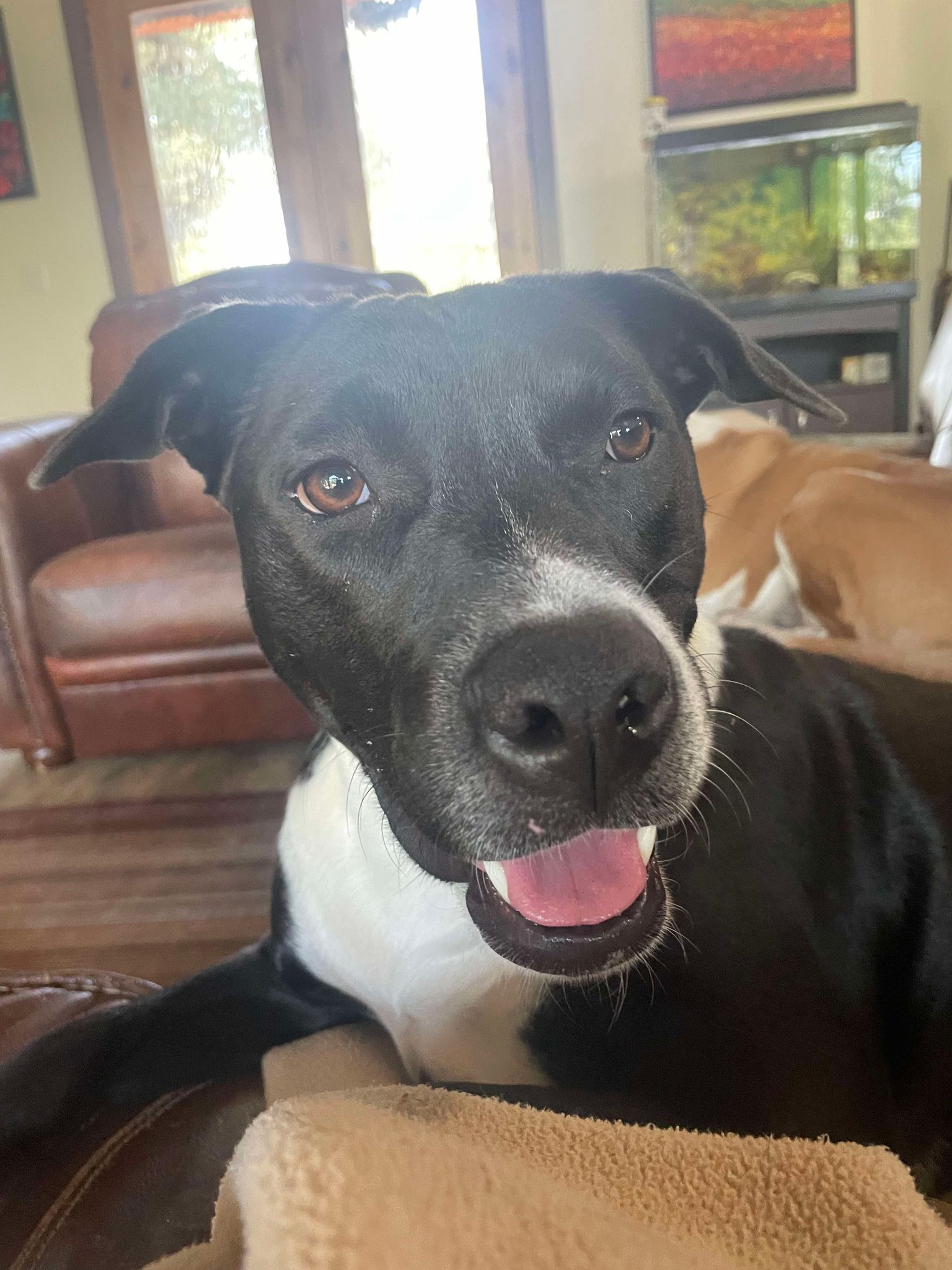 Dog for adoption River, a Terrier in TX Petfinder