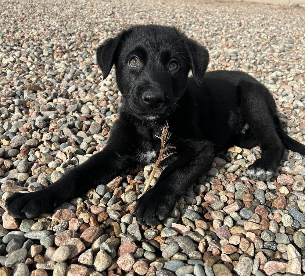 PandaBear, Adoptable, Puppy Male Shepherd & Labrador Retriever.