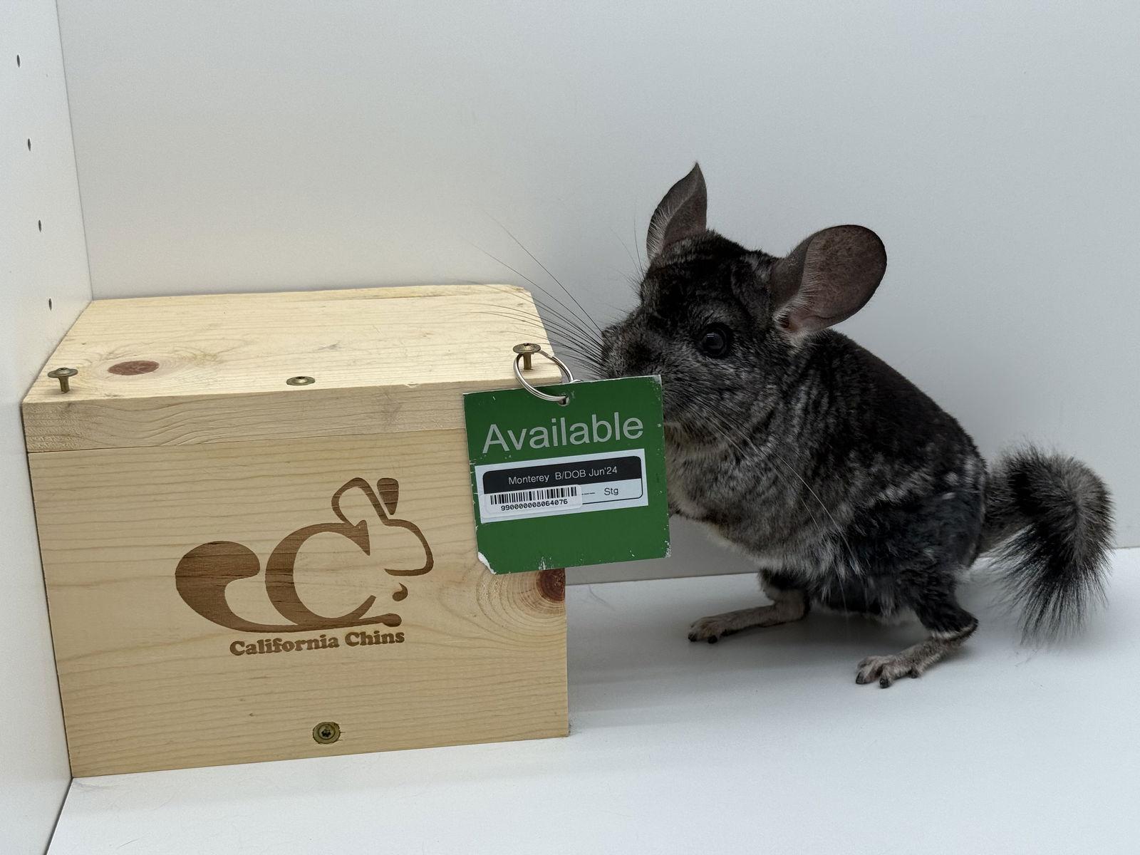 Enlarge Monterey, a Adoptable Chinchilla in Sunnyvale, CA image 1/3