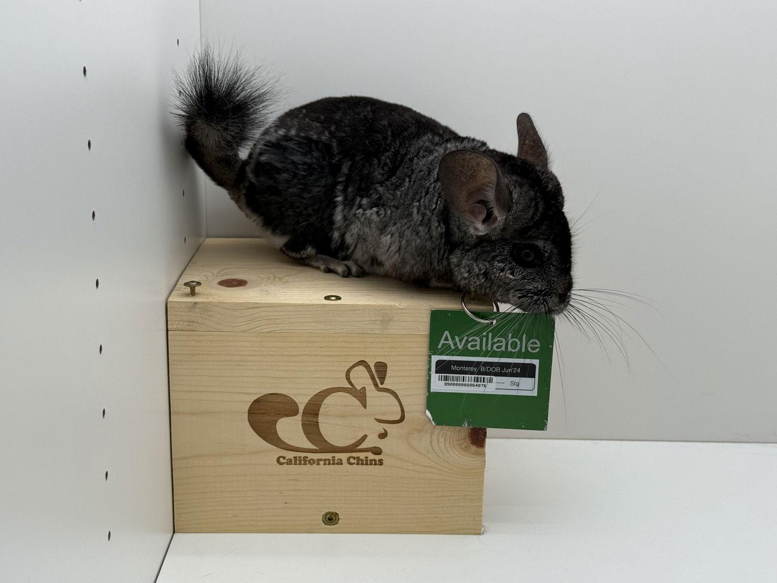Enlarge Monterey, a Adoptable Chinchilla in Sunnyvale, CA image 3/3