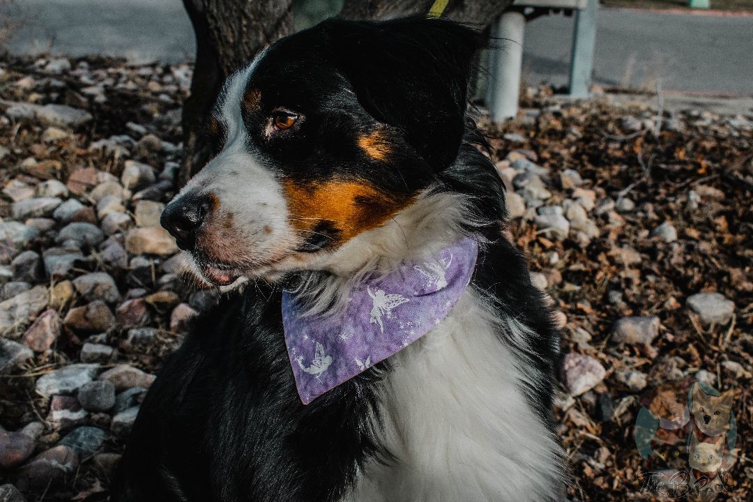 Ray Ray, a Adopted Bernese Mountain Dog in Orem, UT image 1/12