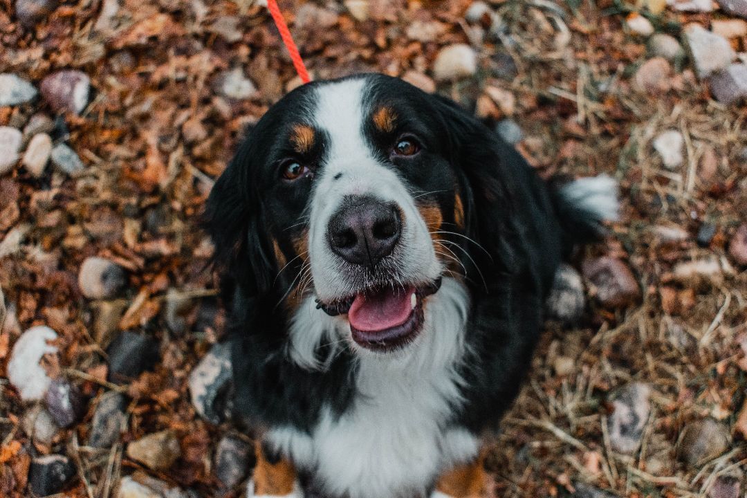 Ray Ray, a Adopted Bernese Mountain Dog in Orem, UT image 2/12
