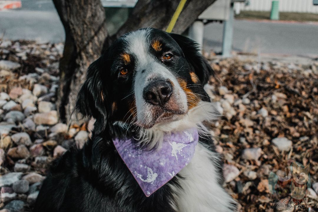 Ray Ray, a Adopted Bernese Mountain Dog in Orem, UT image 3/12