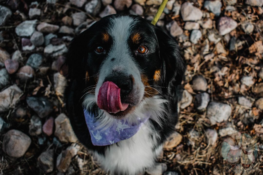 Ray Ray, a Adopted Bernese Mountain Dog in Orem, UT image 4/12