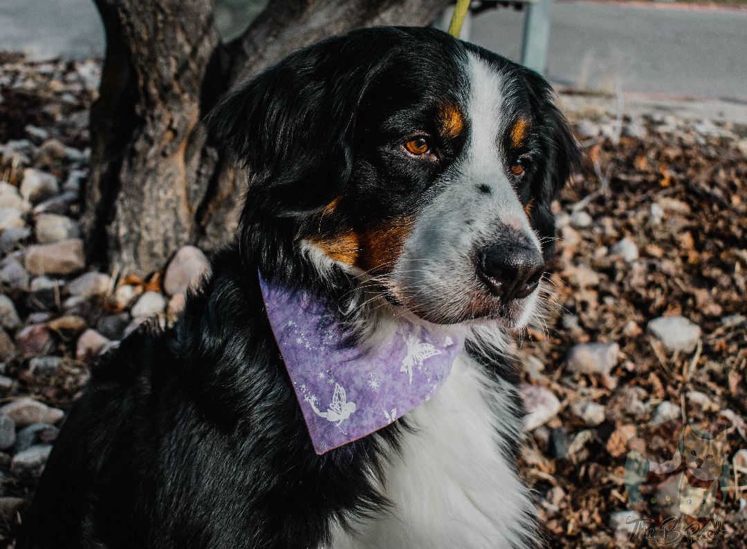 Ray Ray, a Adopted Bernese Mountain Dog in Orem, UT image 5/12