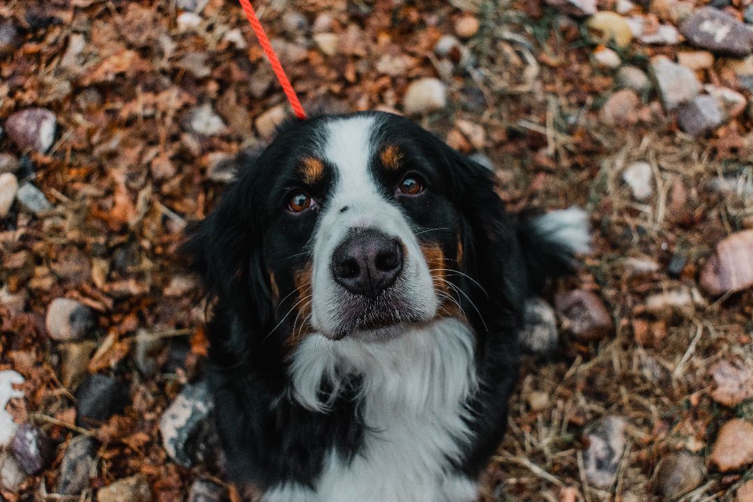 Ray Ray, a Adopted Bernese Mountain Dog in Orem, UT image 6/12