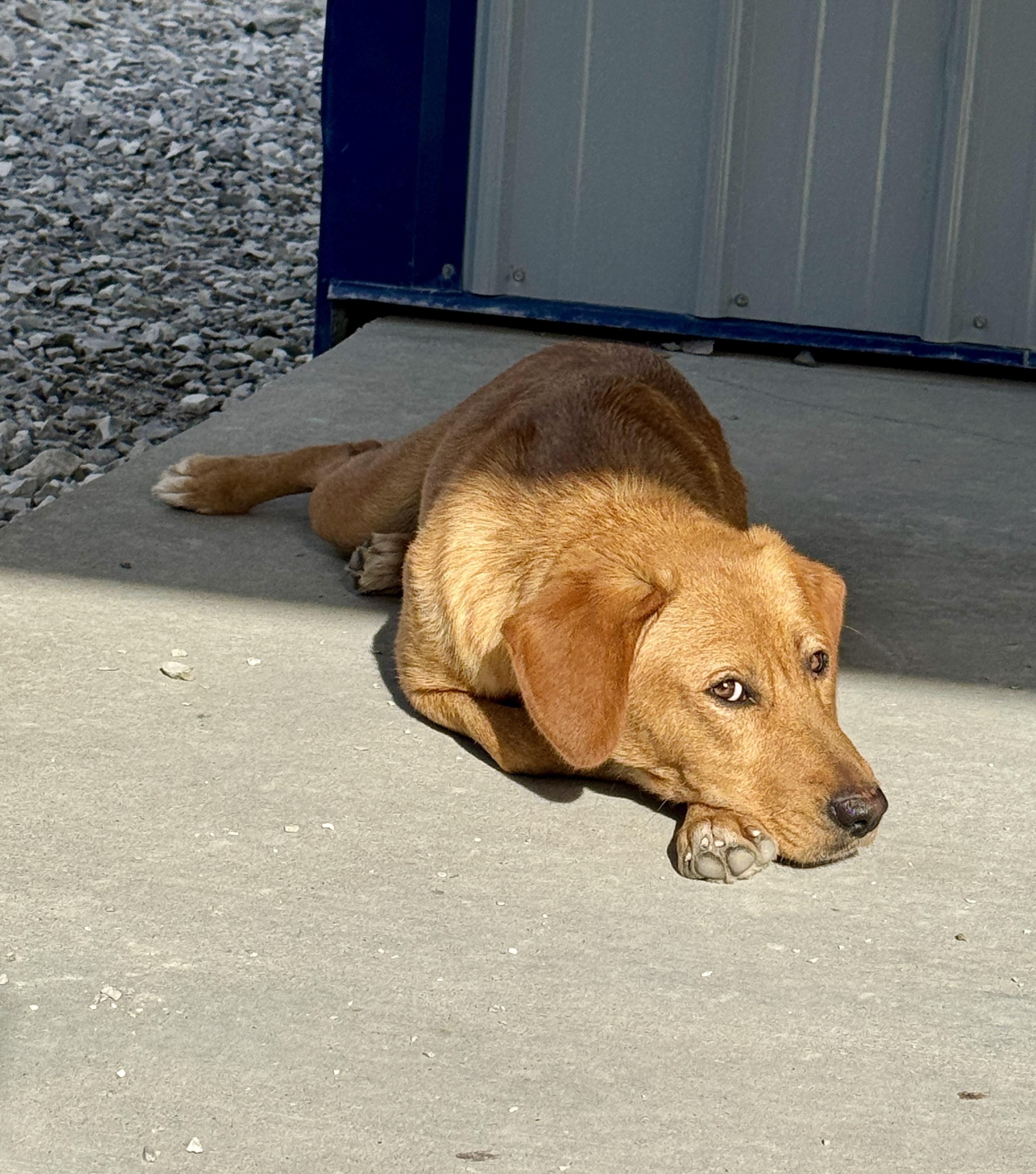 Sugar, a ADOPTABLE mixed breed in Hartford, KY image 1/6